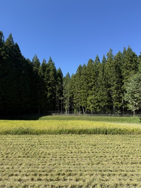 今年の稲刈り無事終了しました！