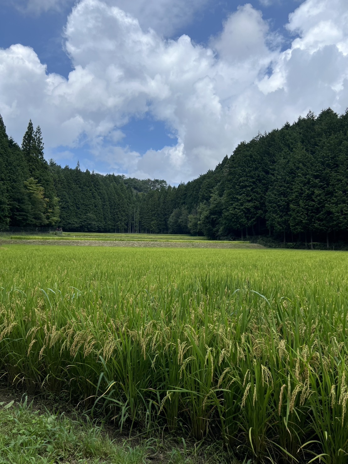 そろそろ稲刈りが近づいてきました。