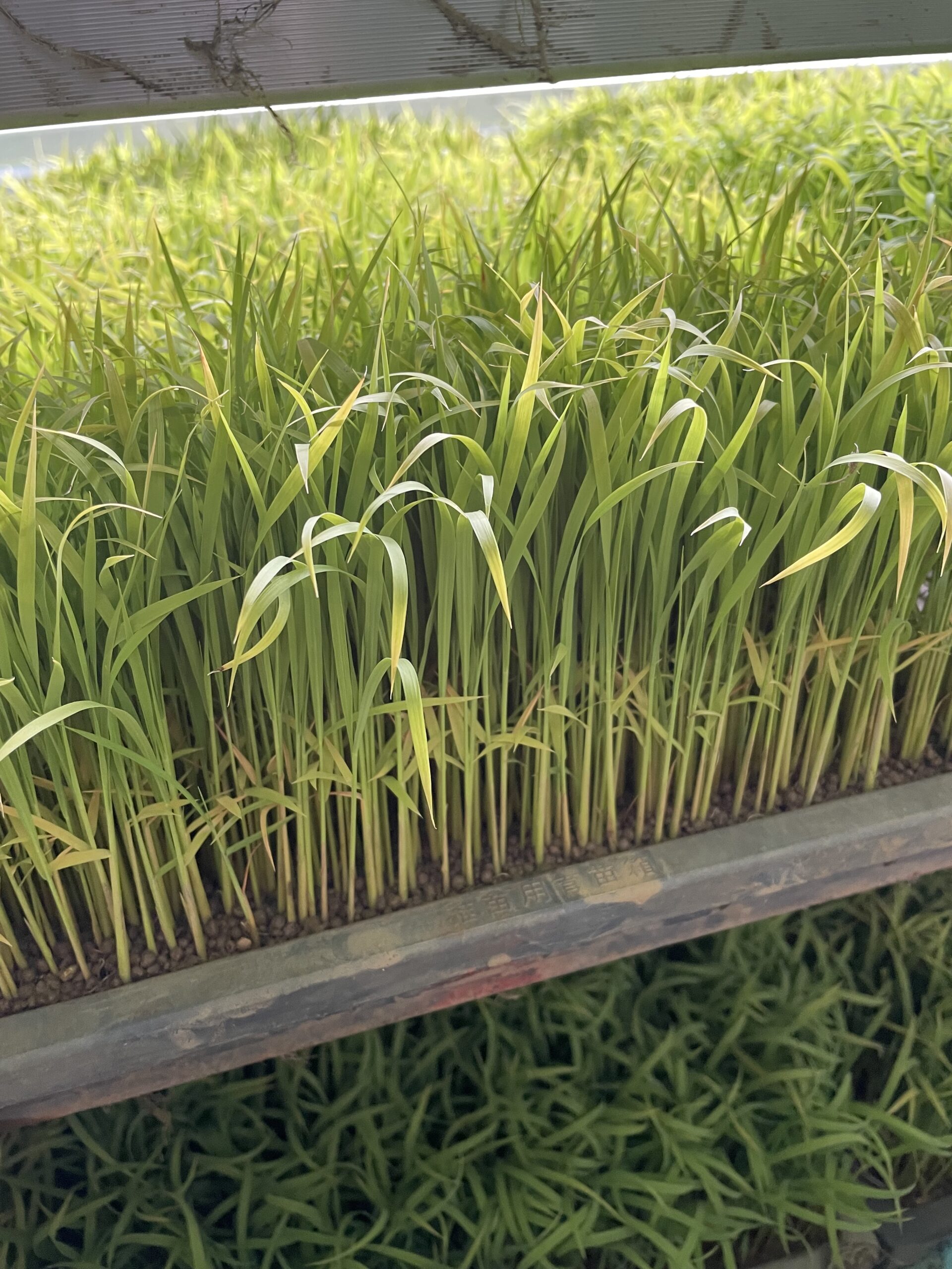田植え日記🌾　ついに今年の田植えが完了しました！
