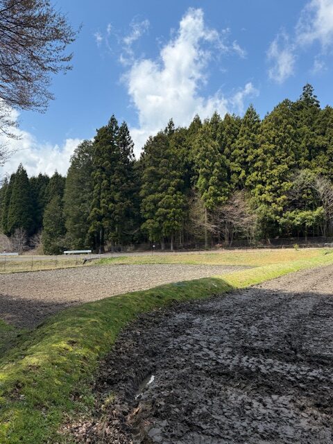 田植え準備は凄く大変!!(涙) ~翌日体がガタガタに!~
