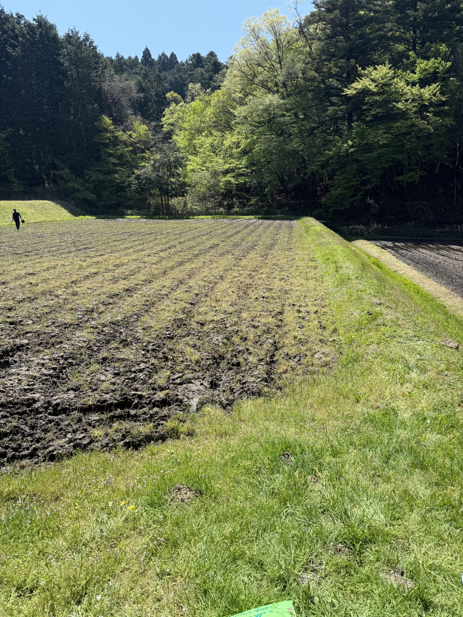 田植え準備part2 肥料まきは足腰がバキバキになりますよね(泣)