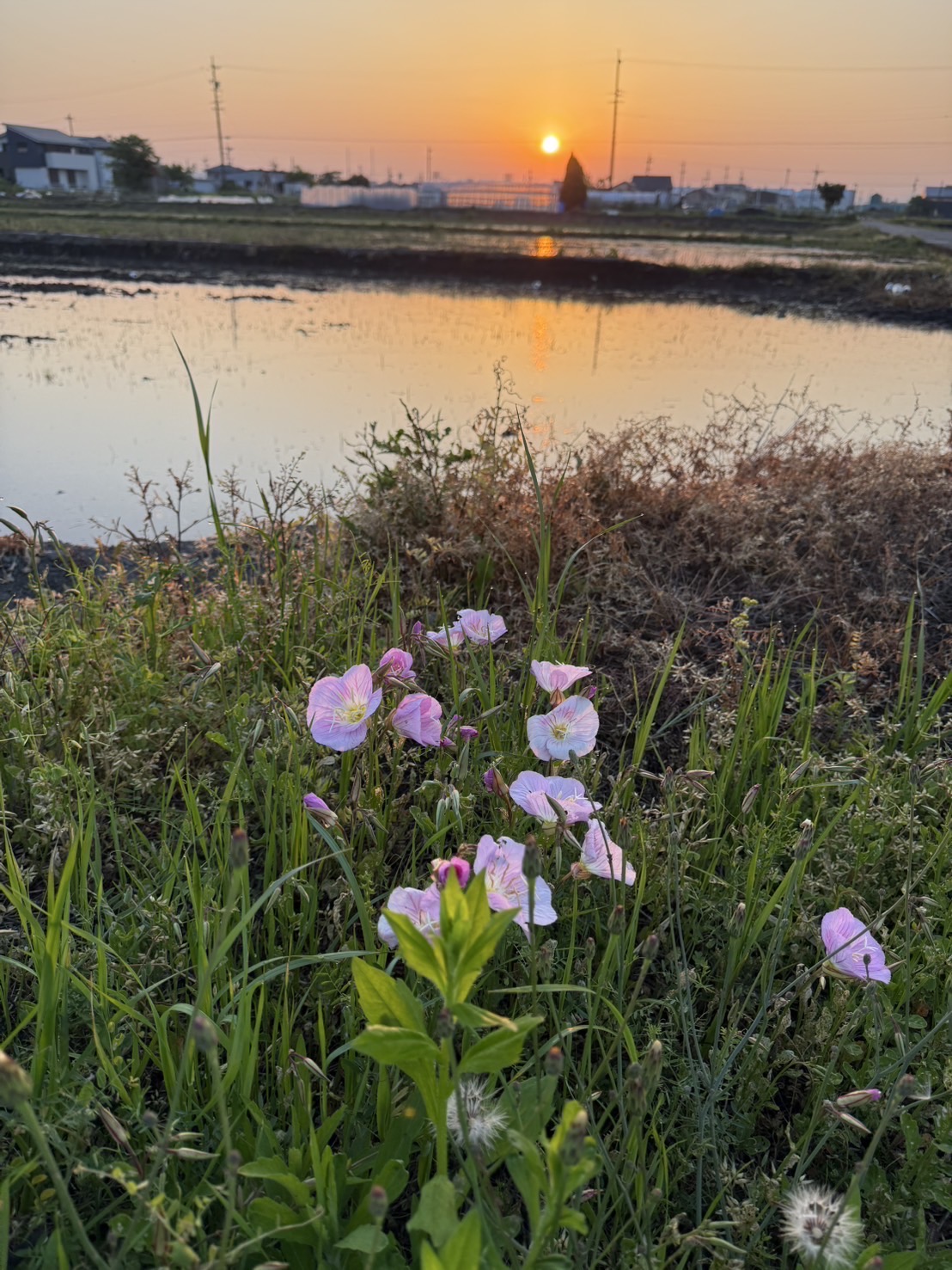 ~日に照らされる花と色鮮やかな花々~ {綺麗な花で心癒される?}