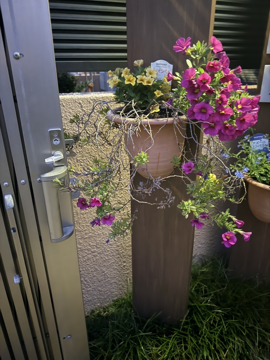 ~日に照らされる花と色鮮やかな花々~ {綺麗な花で心癒される?}