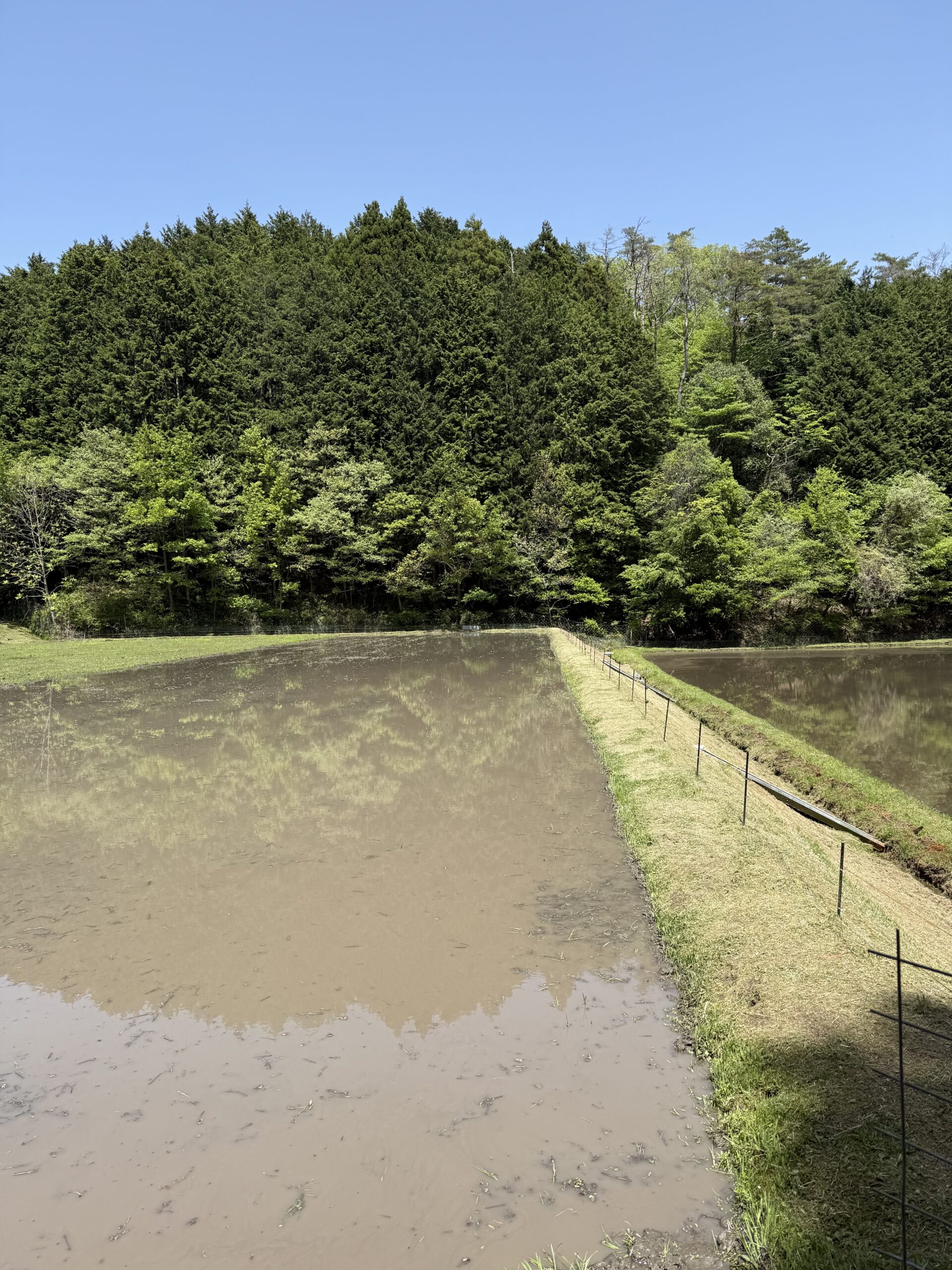 ~田植えの準備も最終局面に差し掛かってきました!!~(笑)