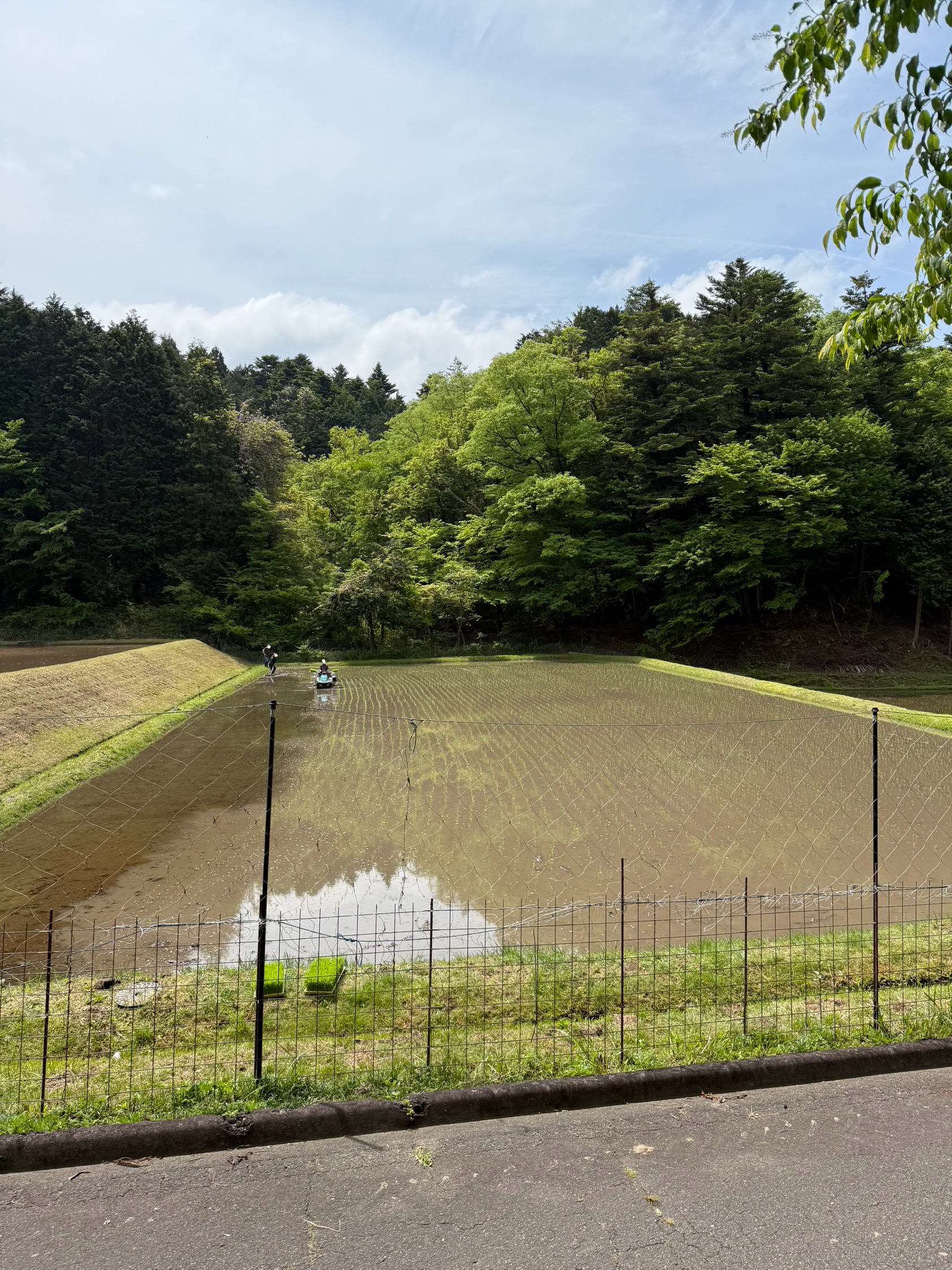 田植えが完了いたしました(完) ~心はわくわく!体はバキバキ!!(疲)~