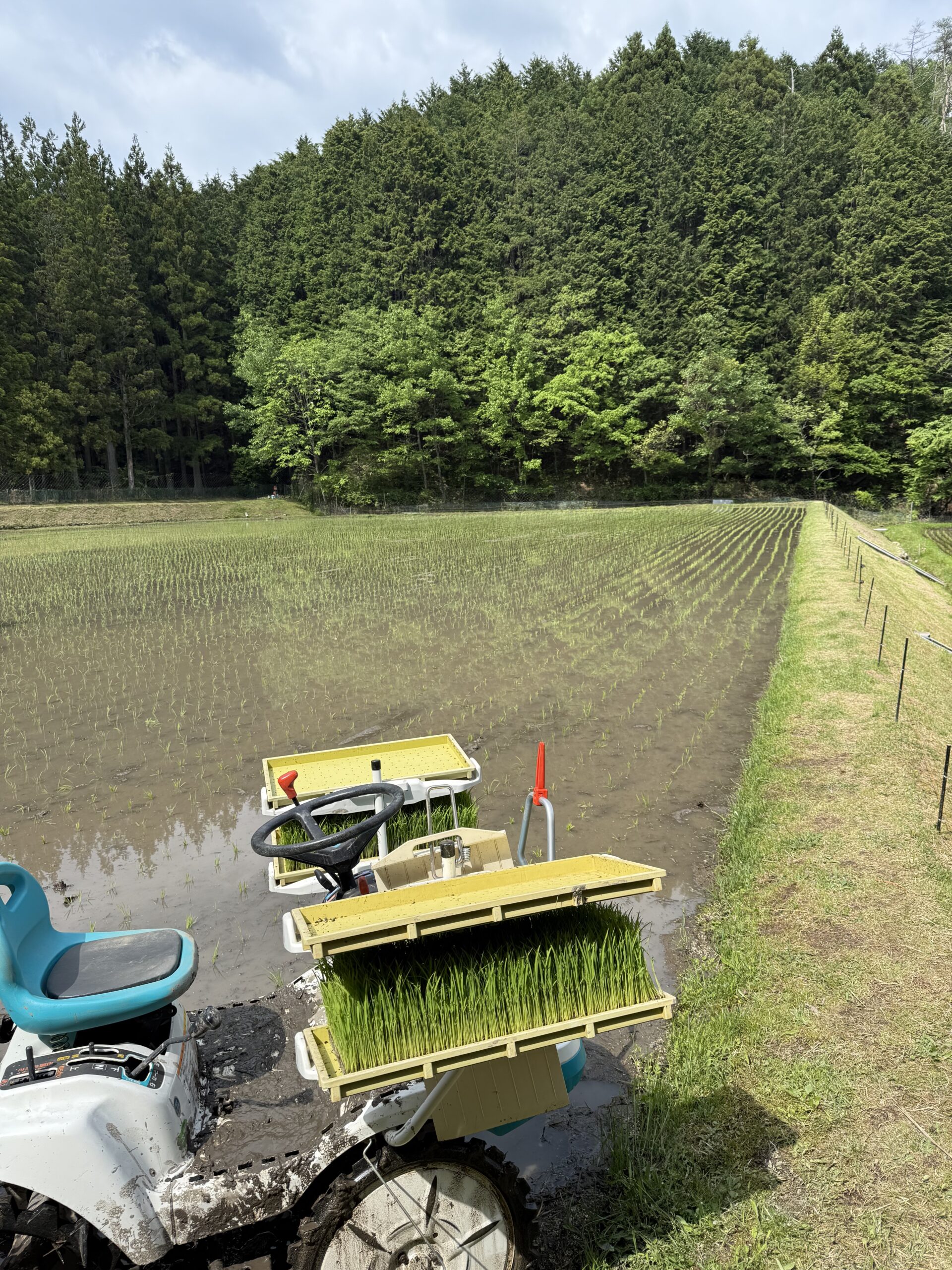 田植えが完了いたしました(完) ~心はわくわく!体はバキバキ!!(疲)~