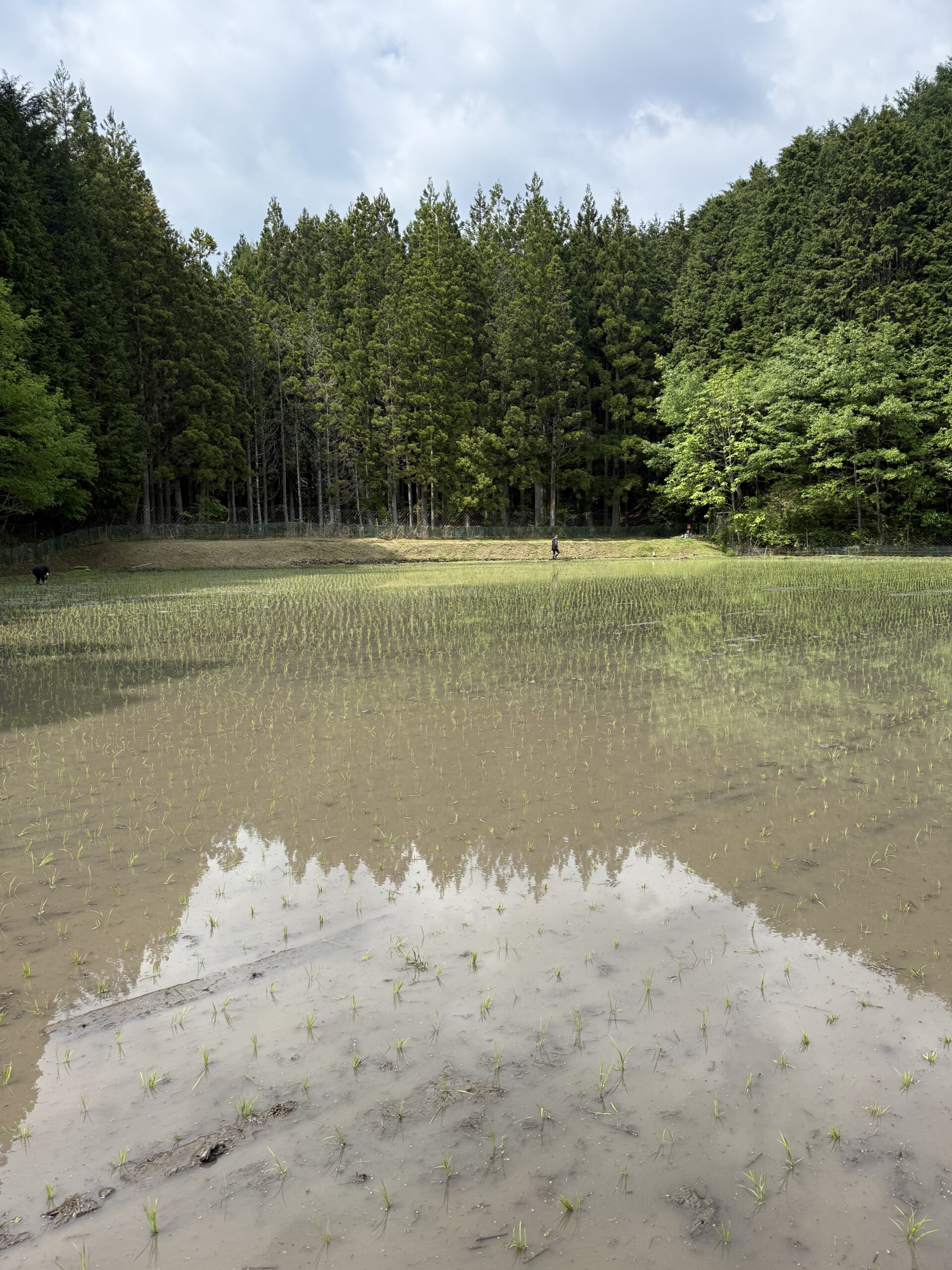 田植えが完了いたしました(完) ~心はわくわく!体はバキバキ!!(疲)~