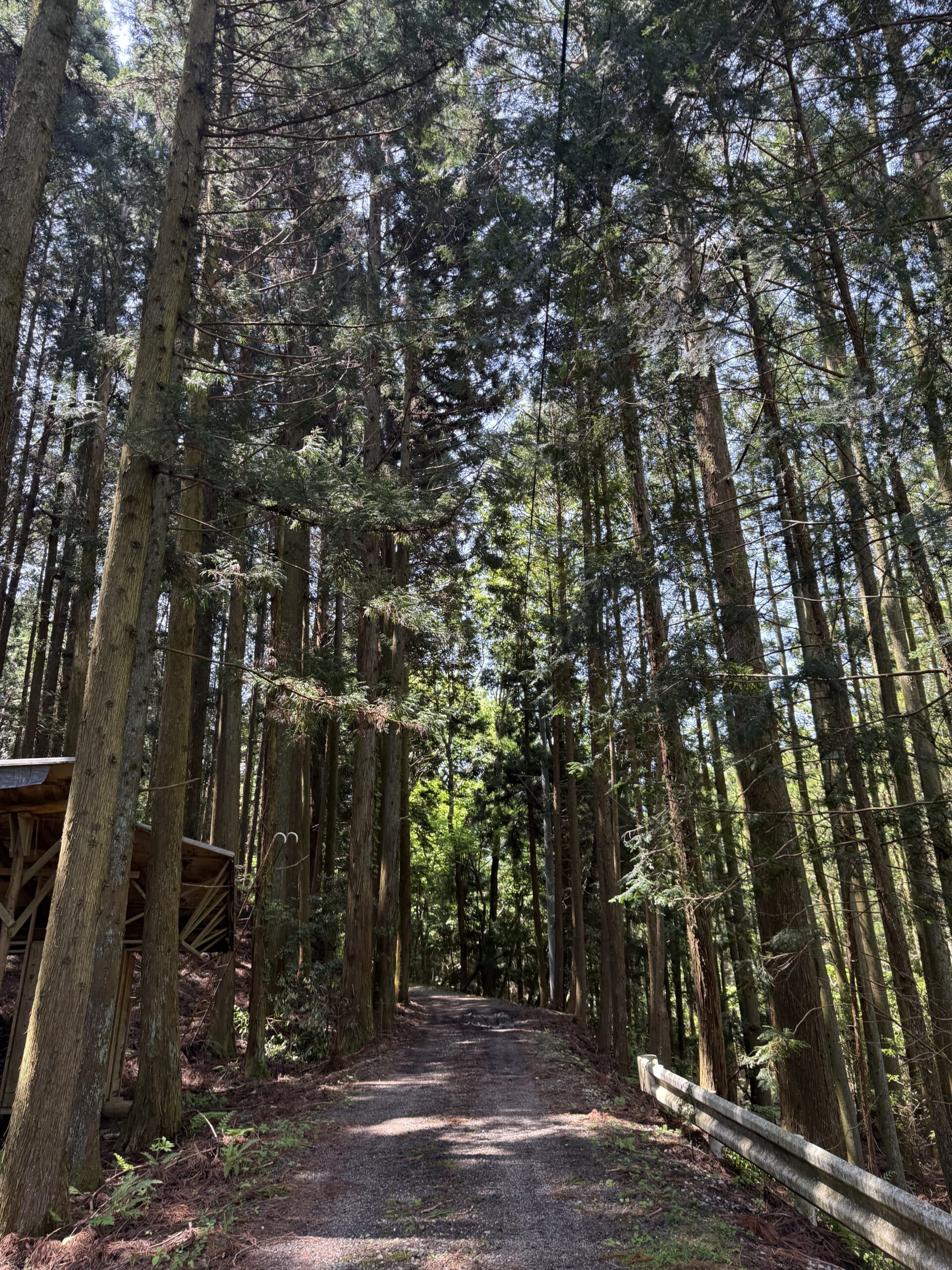 足助の仕事は自然がいっぱい⁉️出勤途中の散歩道