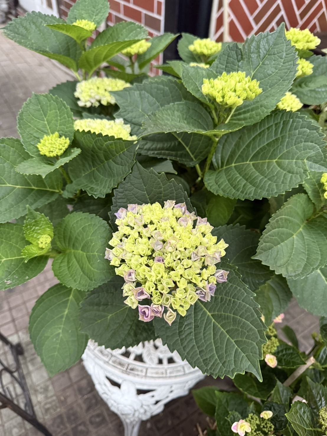 　　　　　　　　　　　　　梅雨の時期になるにつれて目立ちたがりになっていく綺麗な花！！（笑）
