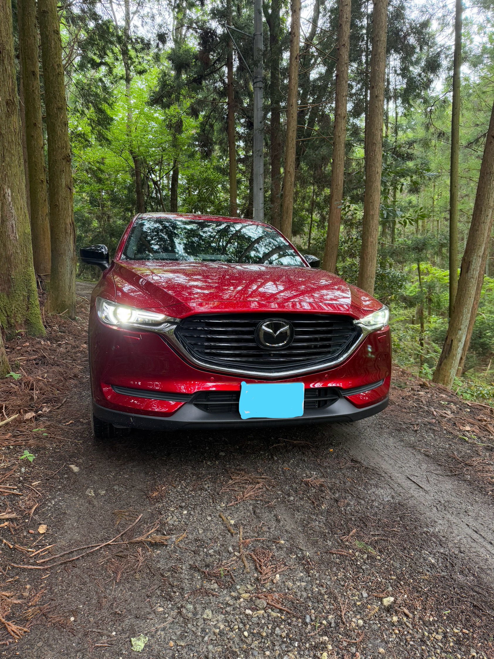 まるで自然との調和⁉️緑の中に輝く深紅の車