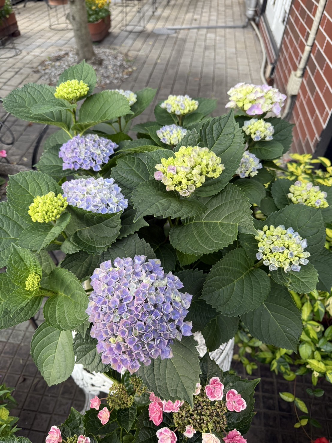 　　　　　　　　　　　　　梅雨の時期になるにつれて目立ちたがりになっていく綺麗な花！！（笑）