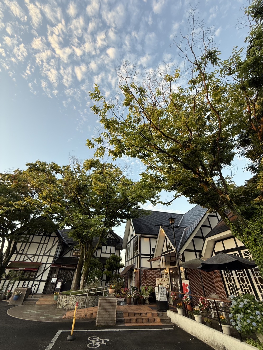 「雲を支えているように見える木」&「波みたいに空を流れる雲」