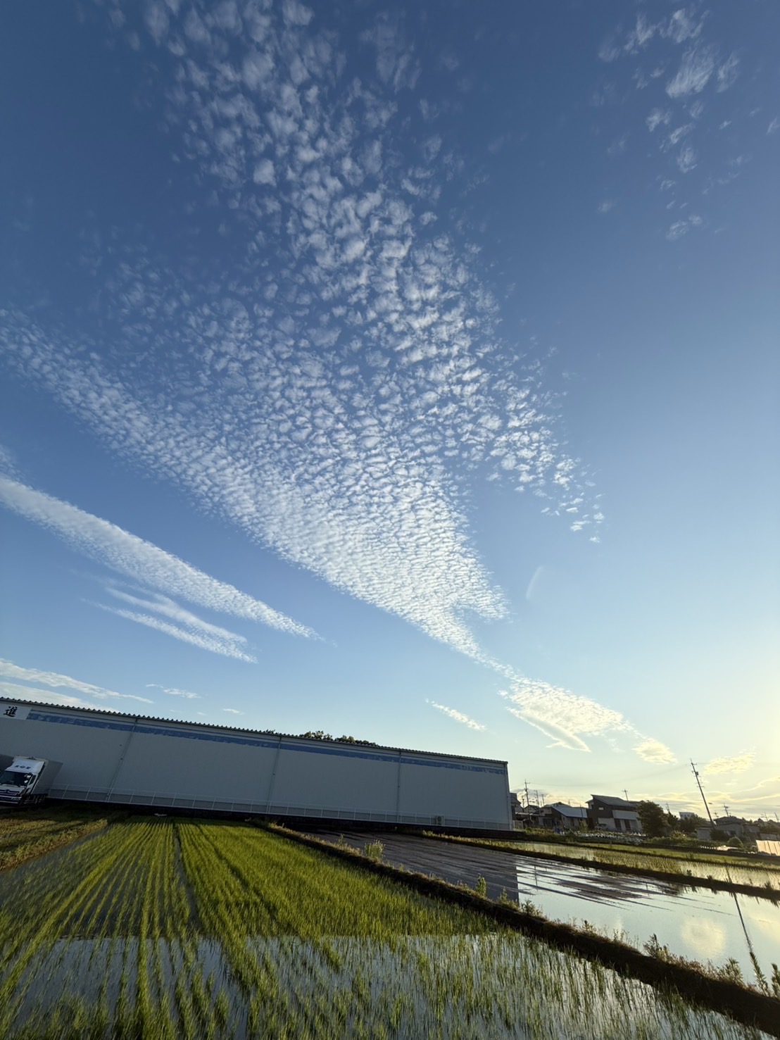 「雲を支えているように見える木」&「波みたいに空を流れる雲」