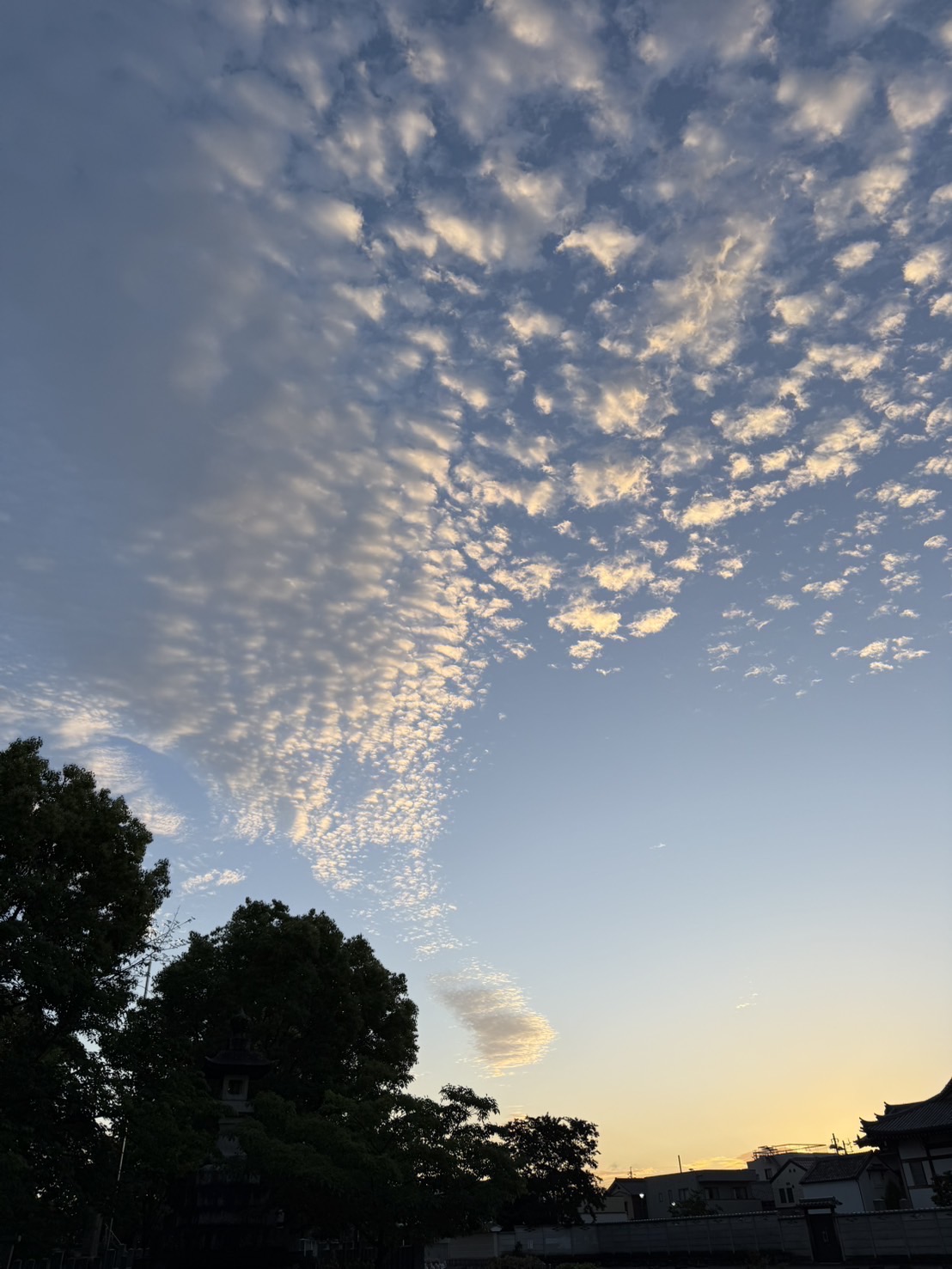 「雲を支えているように見える木」&「波みたいに空を流れる雲」
