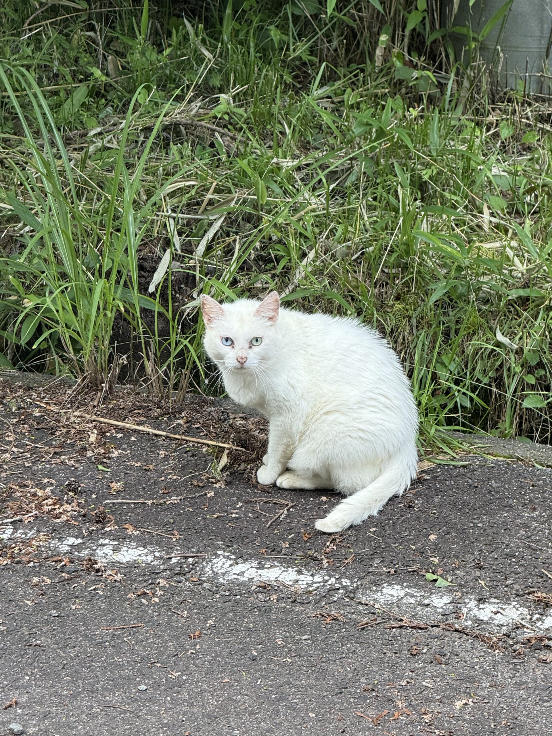 野生?飼い猫? 山の中に現れた純白の精霊猫(笑)⁉️