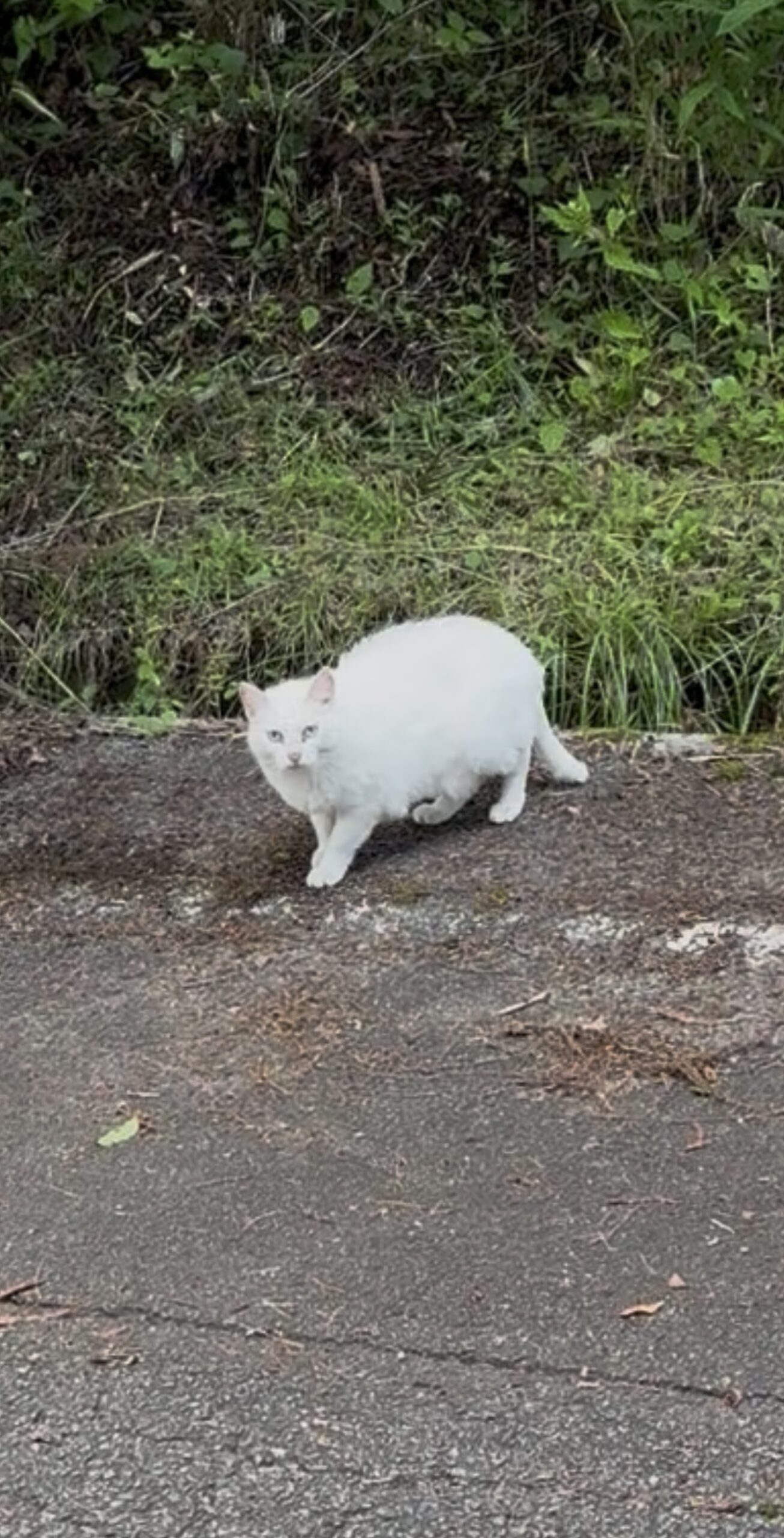 野生?飼い猫? 山の中に現れた純白の精霊猫(笑)⁉️