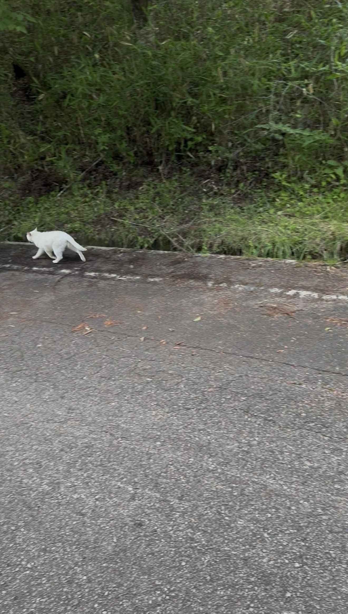 野生?飼い猫? 山の中に現れた純白の精霊猫(笑)⁉️