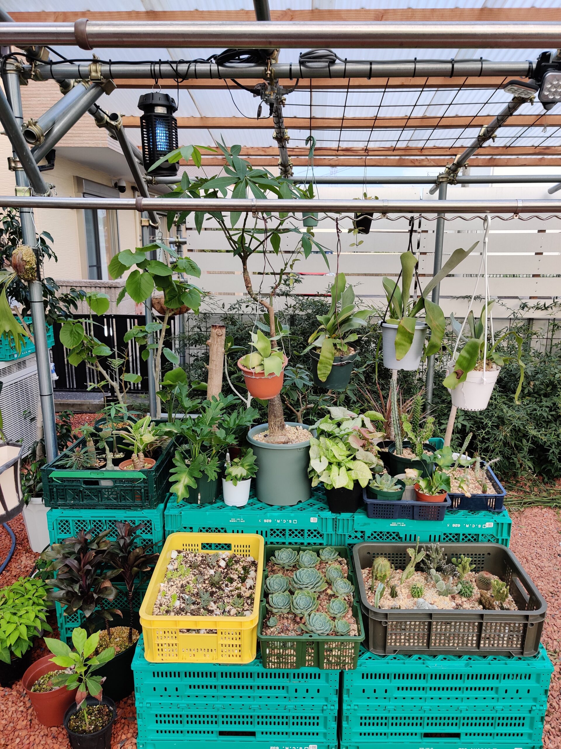こんなところに発見⁉ ポツンと観葉植物園(笑)⁉