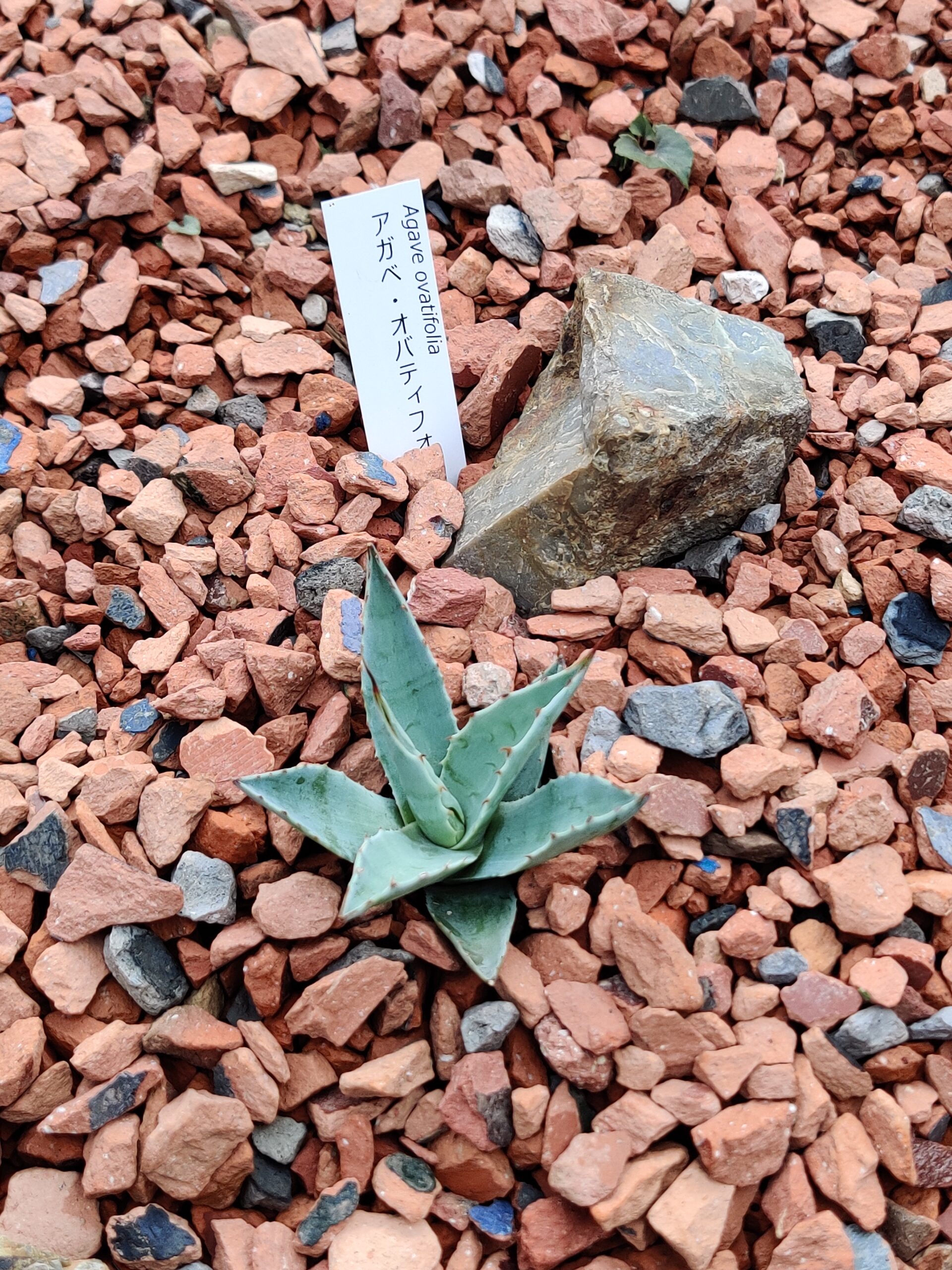 観葉植物投稿編第二弾! 心休まる植物たちのお出迎え!