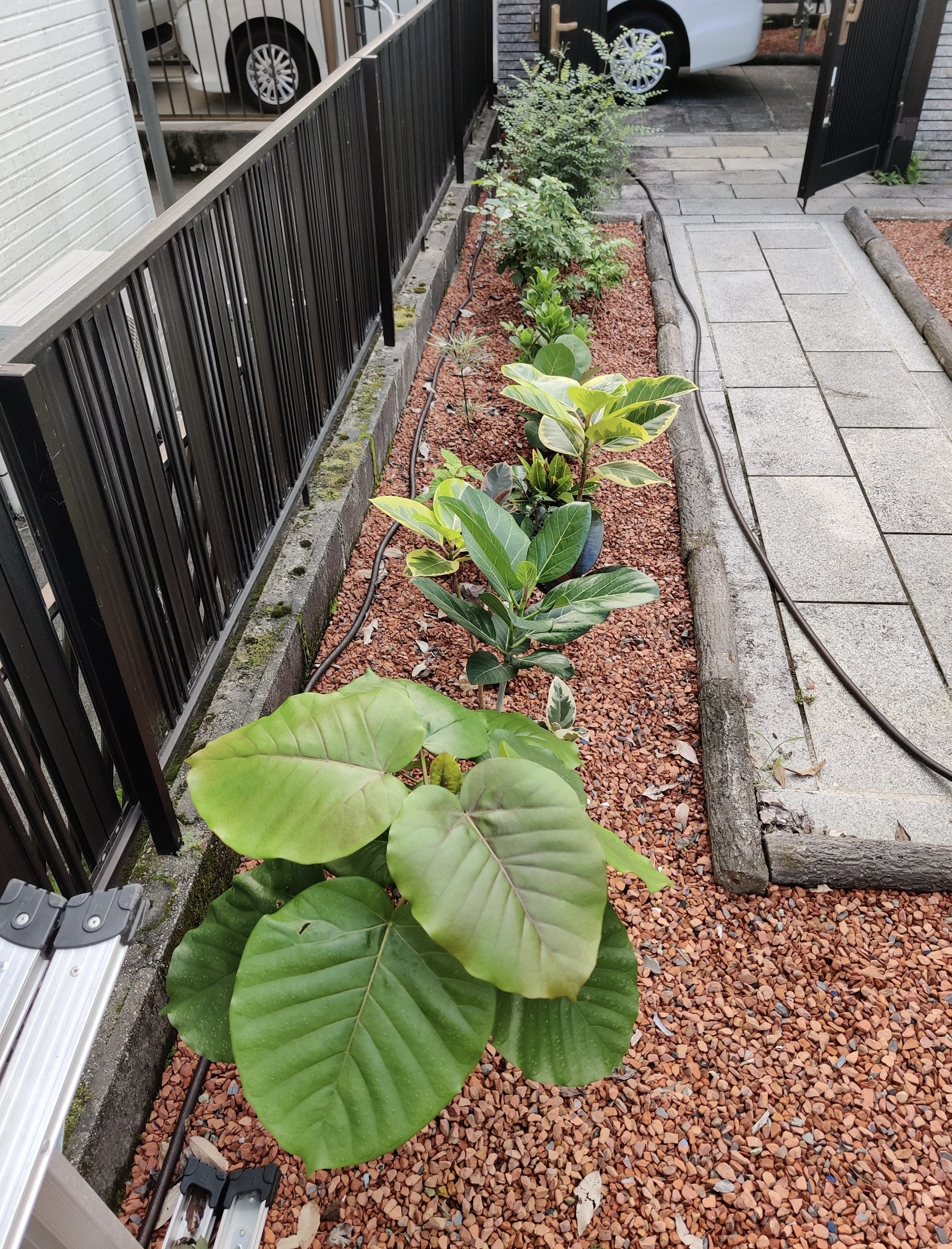 観葉植物投稿編第二弾! 心休まる植物たちのお出迎え!