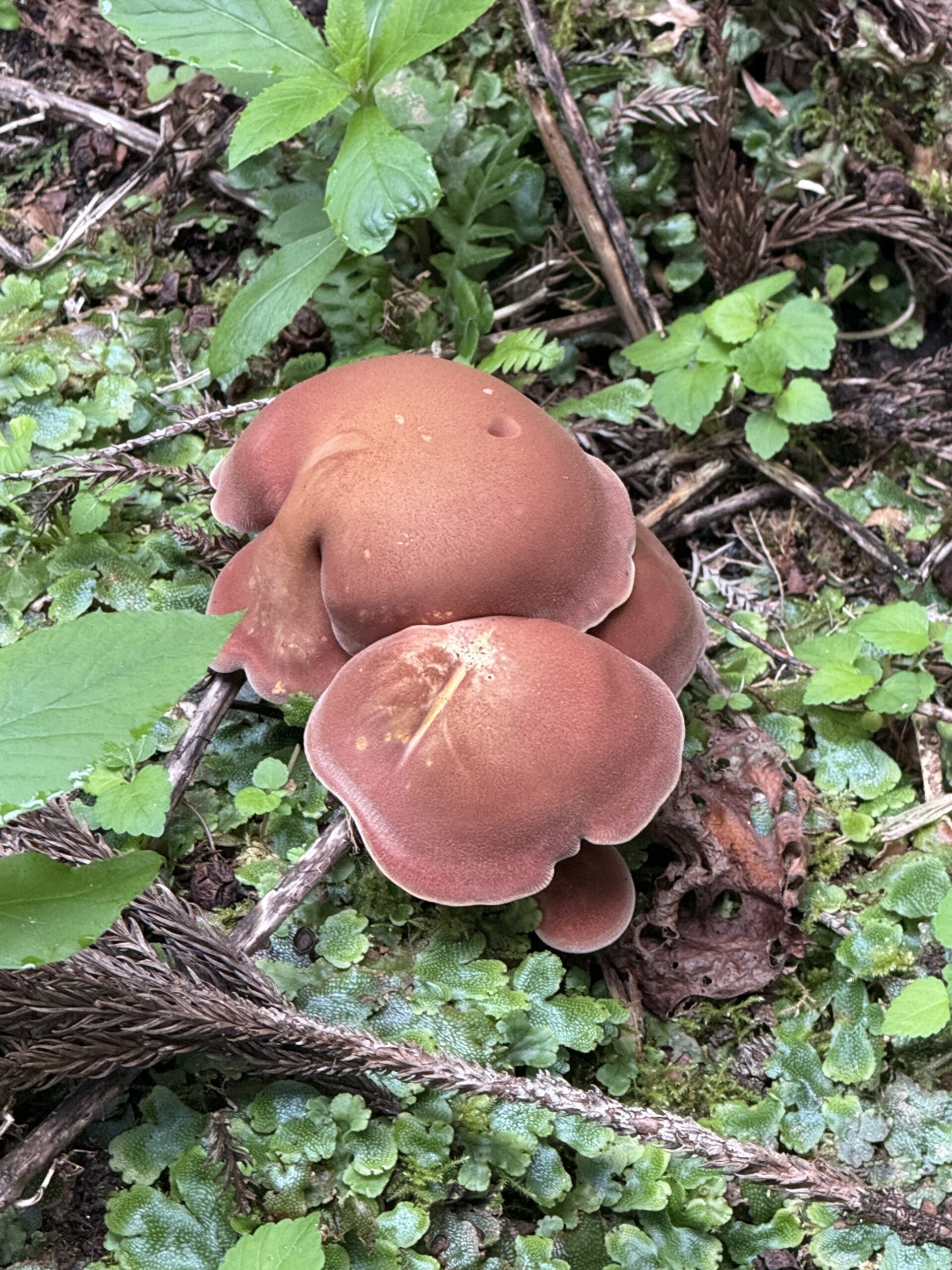 美味しそう! この山キノコ🍄食えるかな?(笑)