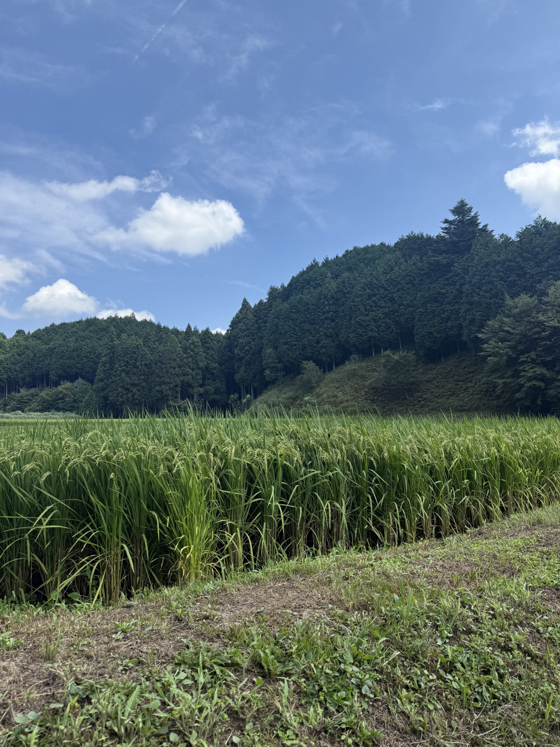 そろそろお米収穫だぁ!~ ~稲刈り前お米最終風景 「幻の米・・・ミネアサヒ米」 ~