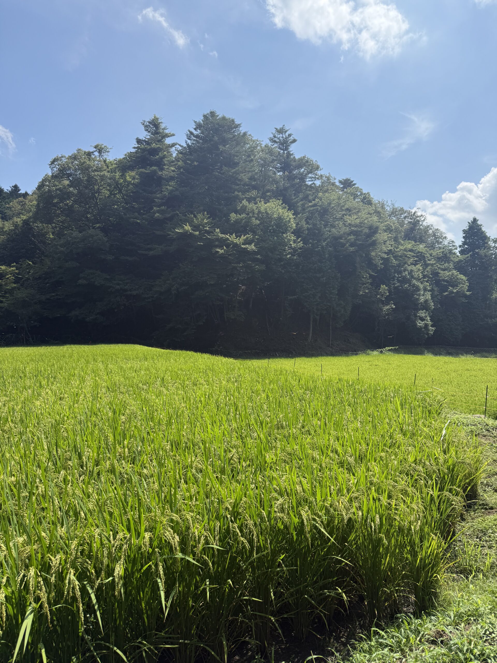 そろそろお米収穫だぁ!~ ~稲刈り前お米最終風景 「幻の米・・・ミネアサヒ米」 ~
