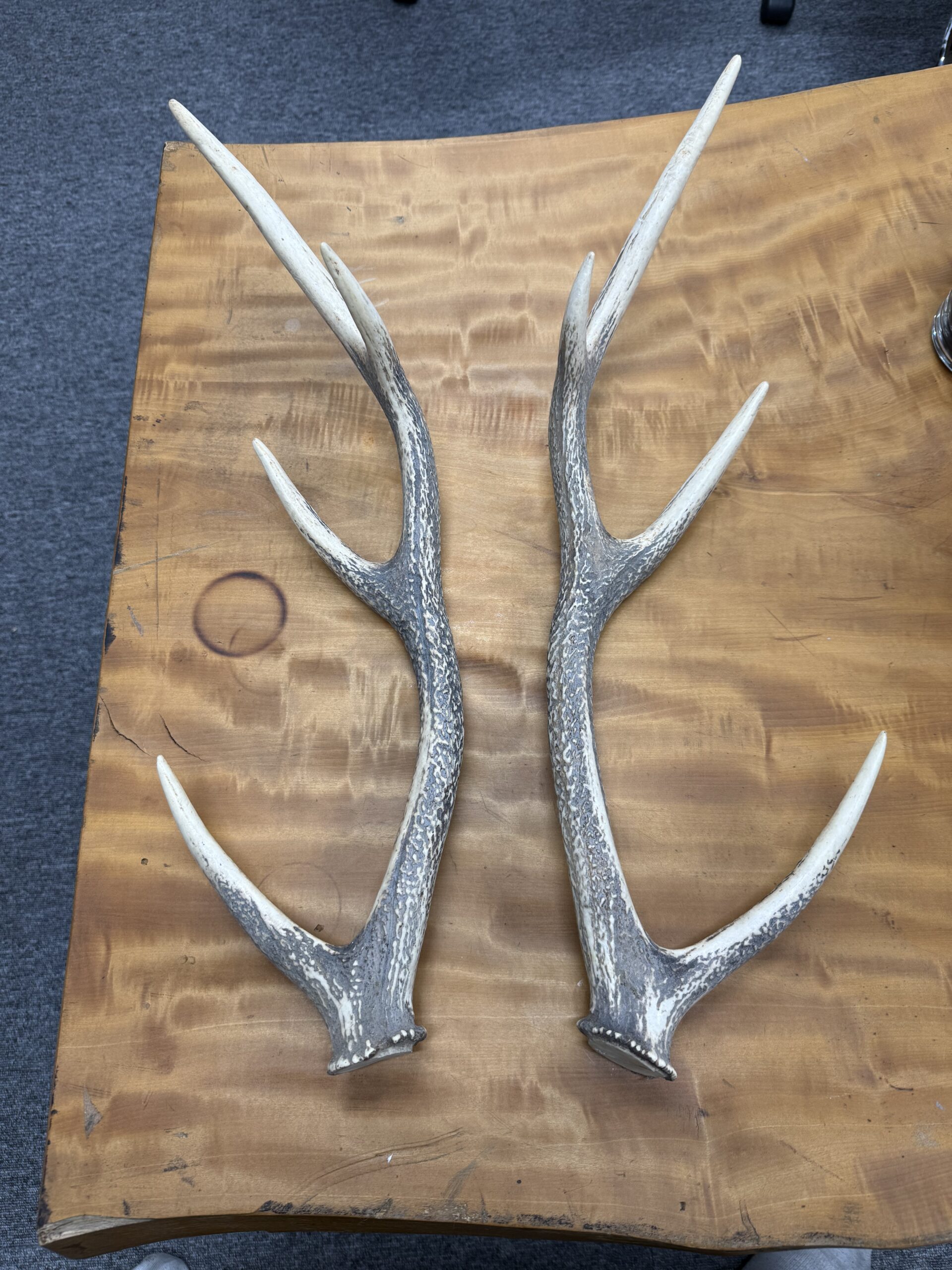 　　　　 見てくださいこの木・・・いやいや「鹿の角」