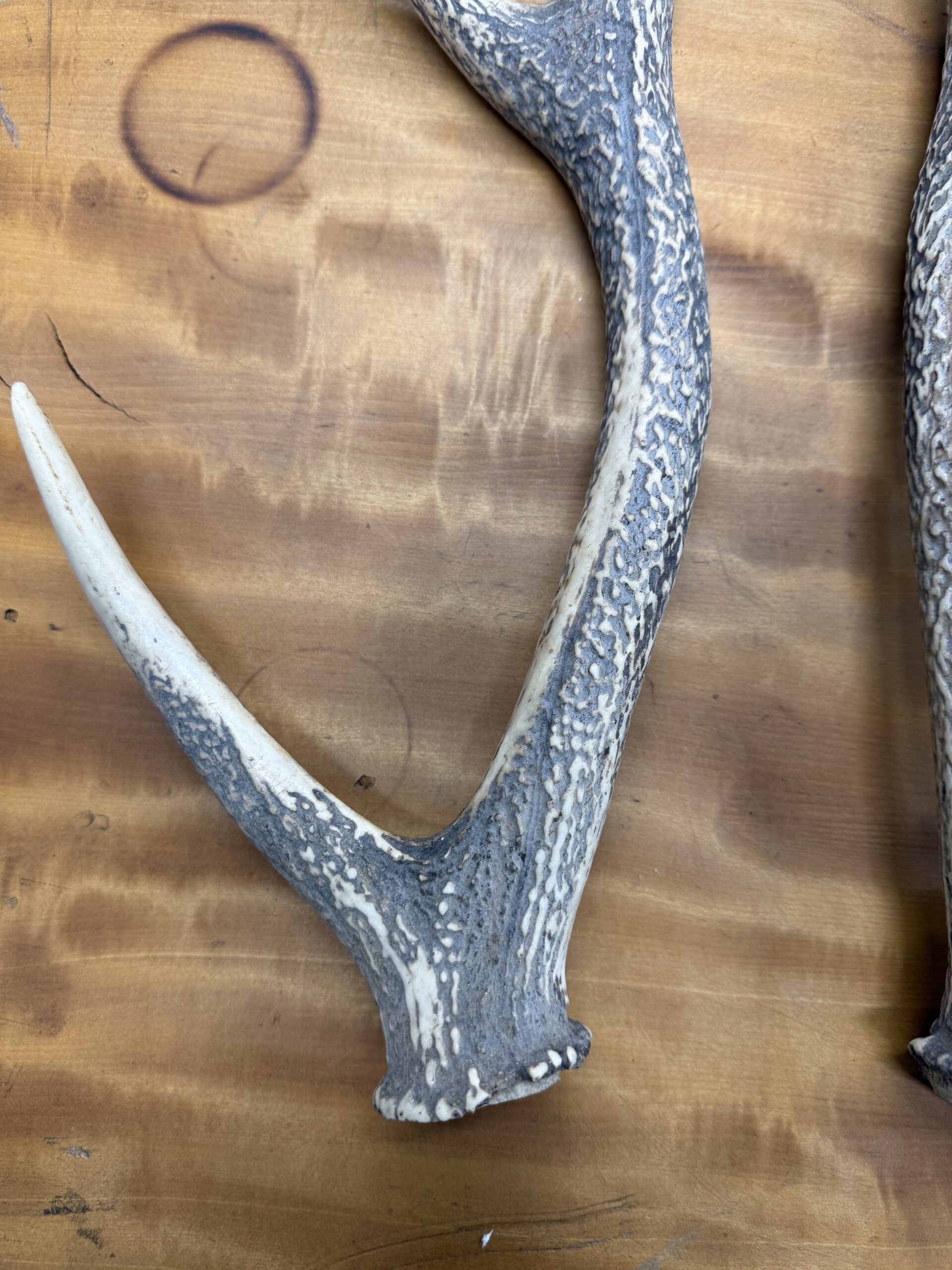 　　　　 見てくださいこの木・・・いやいや「鹿の角」