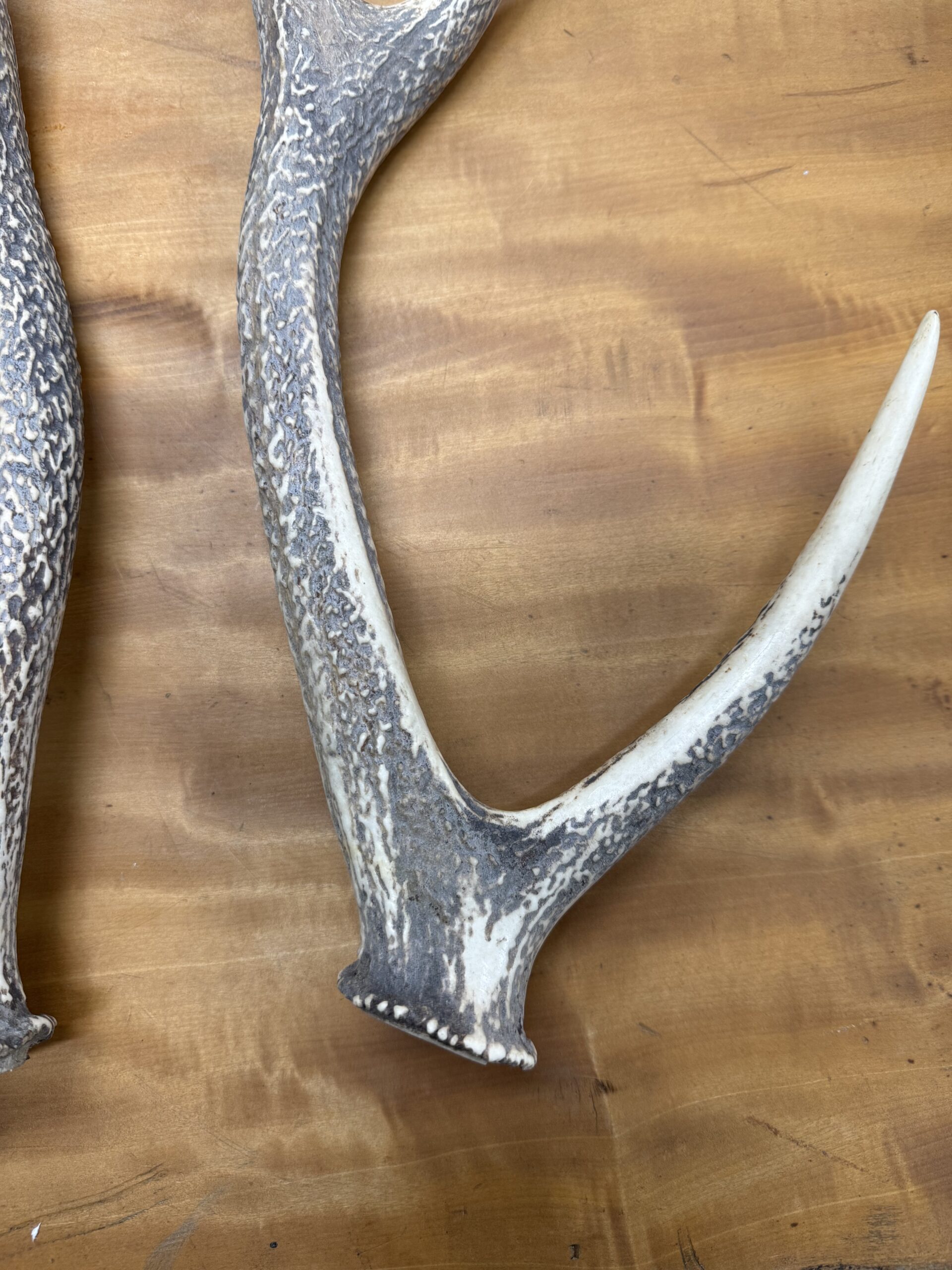 　　　　 見てくださいこの木・・・いやいや「鹿の角」