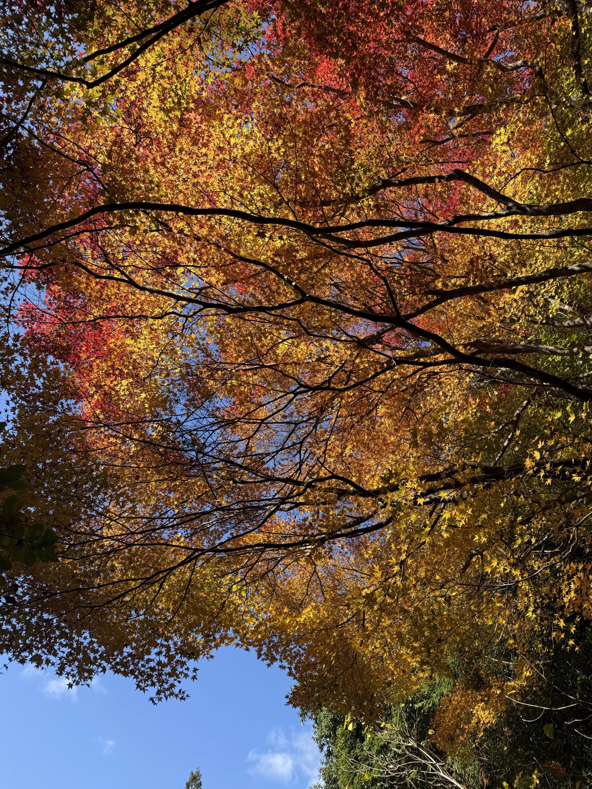 陽に照らされる色鮮やかな紅葉