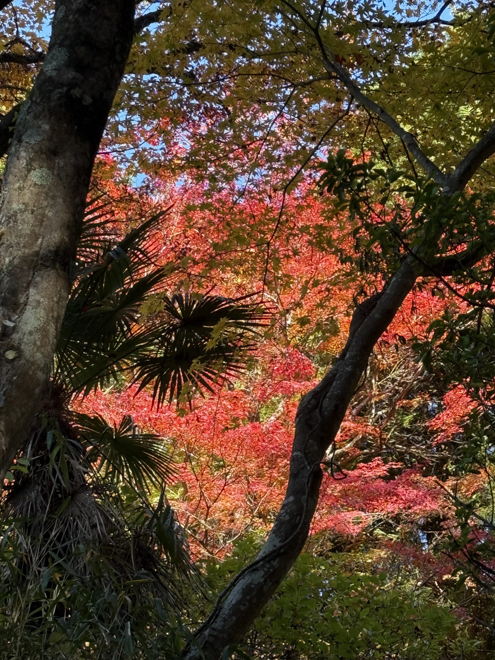 陽に照らされる色鮮やかな紅葉