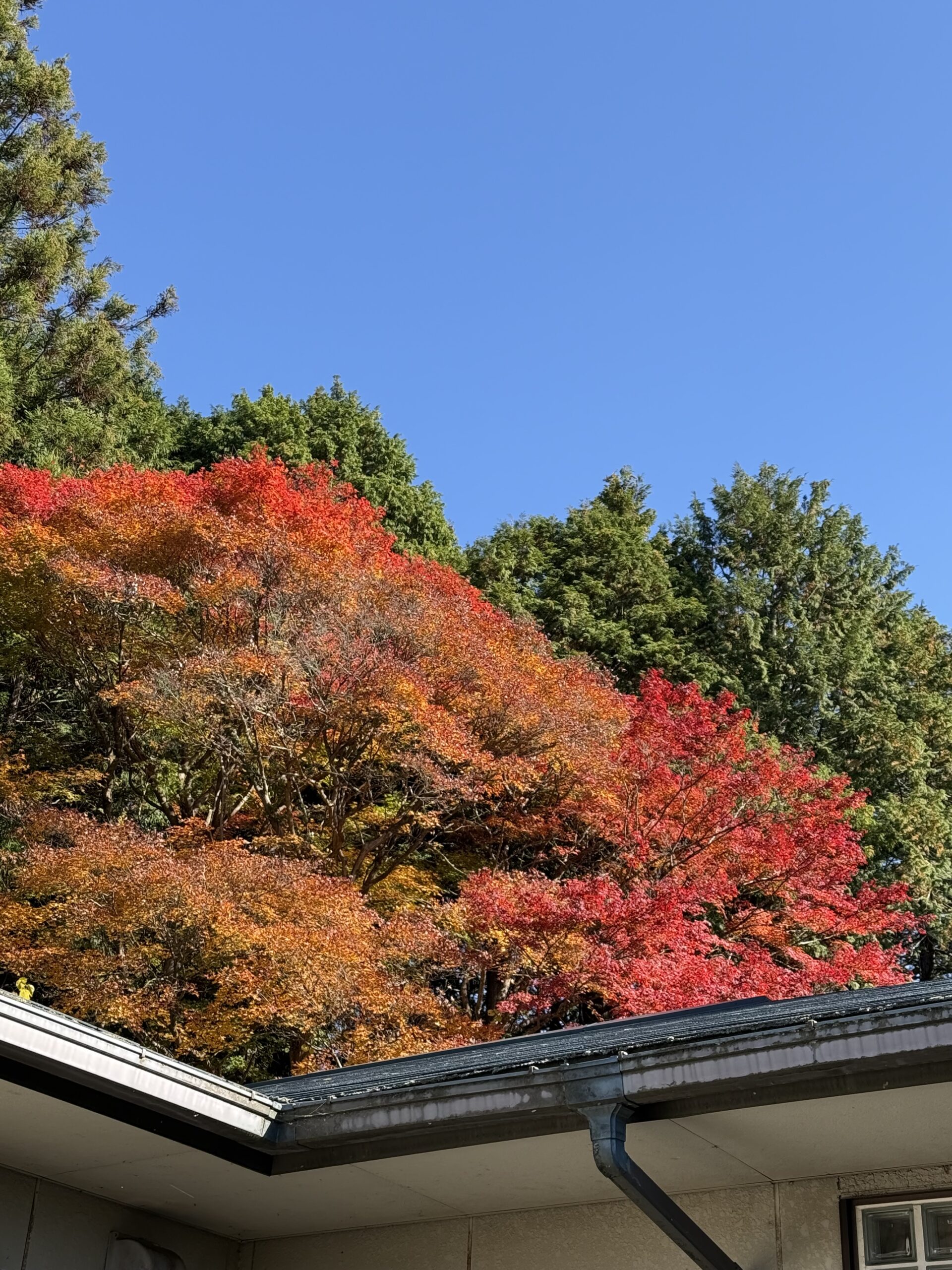 陽に照らされる色鮮やかな紅葉