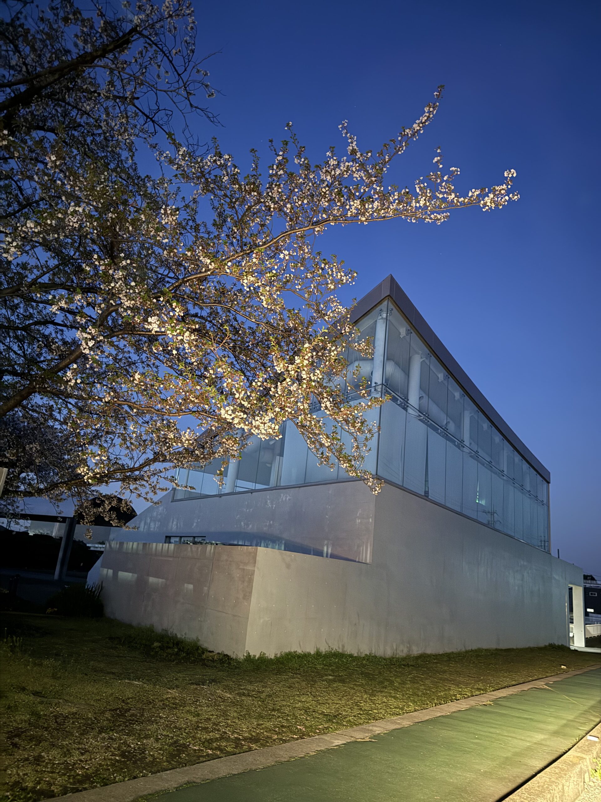 だんだんと散っていく桜の花も、そろそろ終わりかな