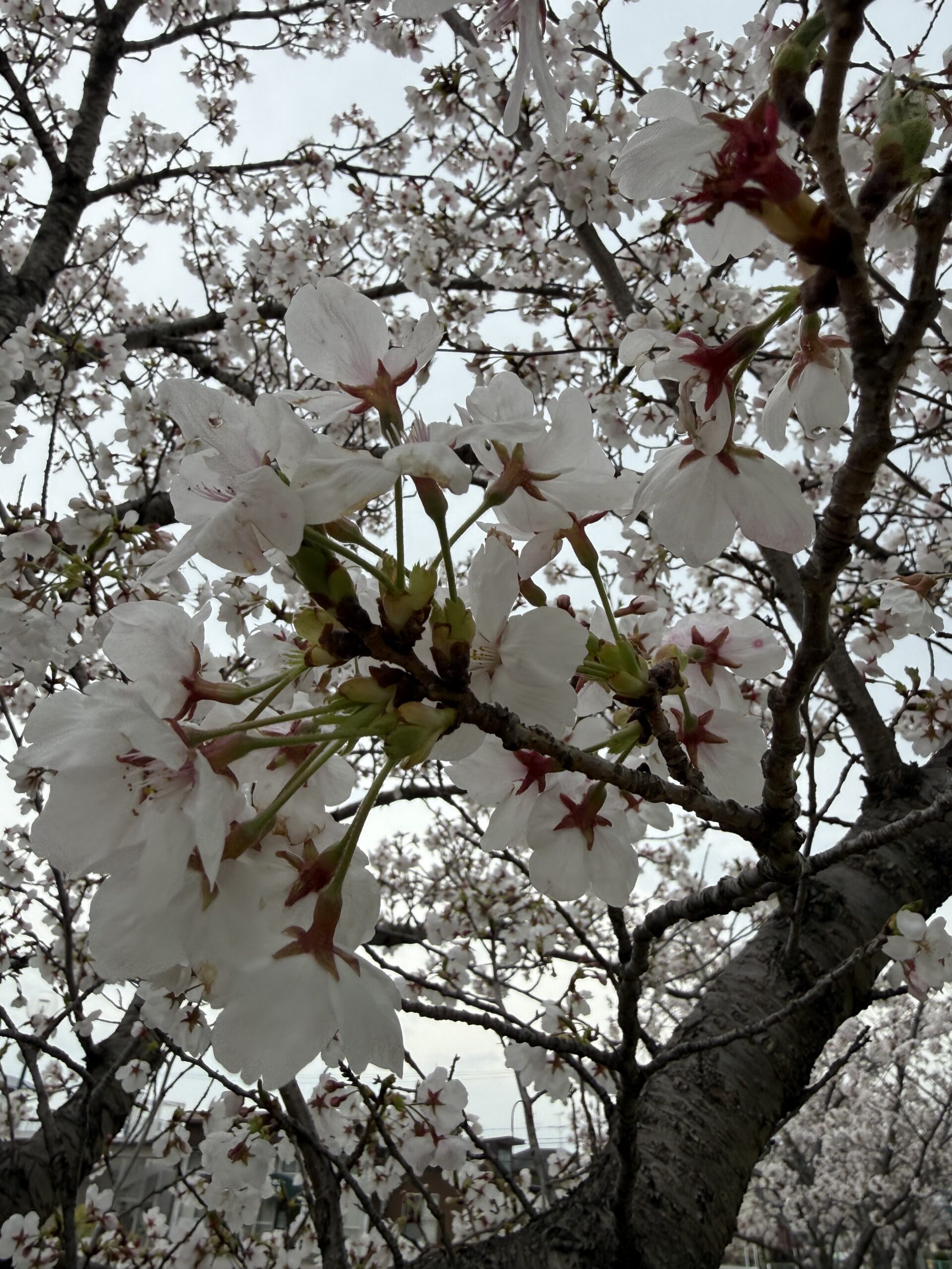 だんだんと散っていく桜の花も、そろそろ終わりかな