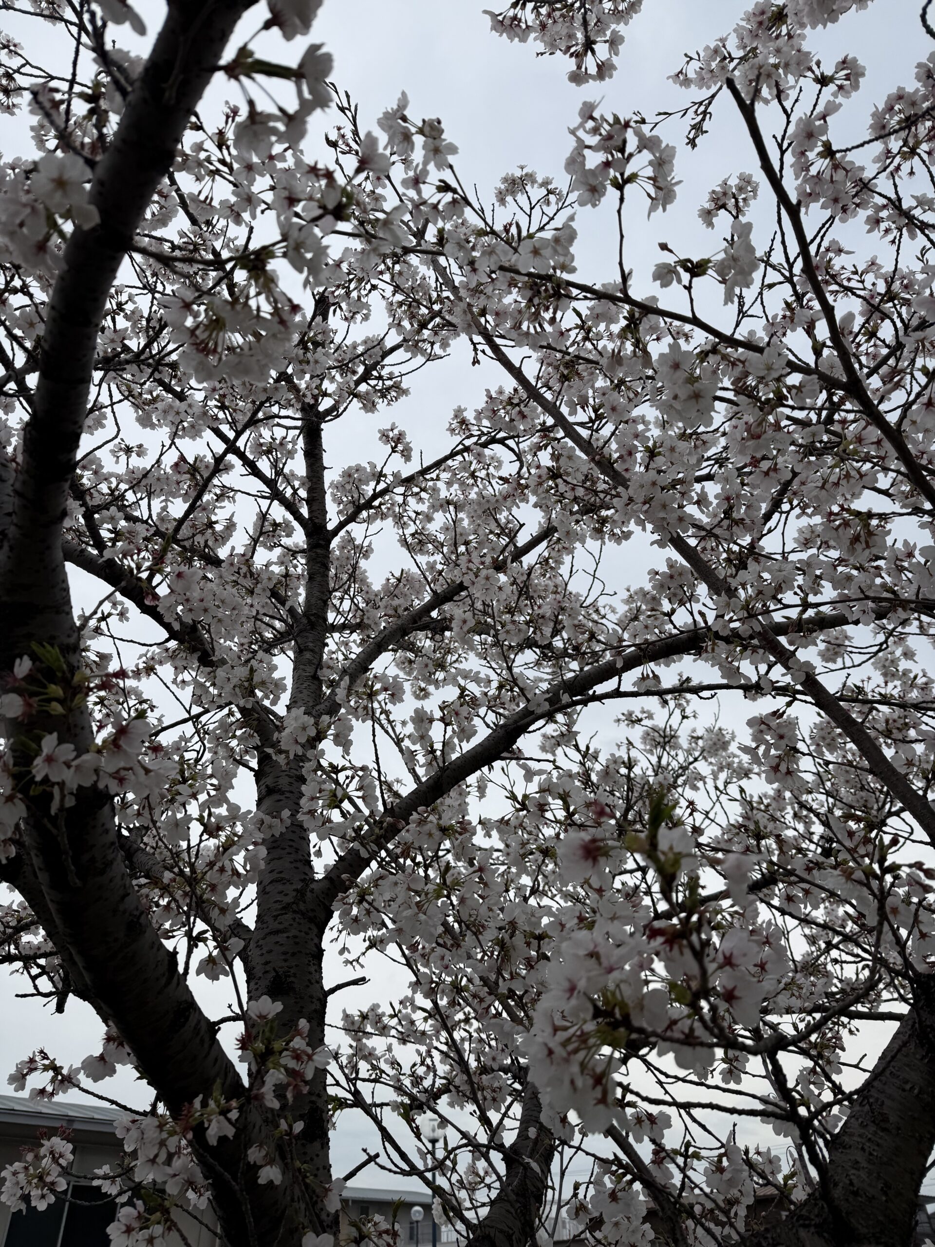 だんだんと散っていく桜の花も、そろそろ終わりかな