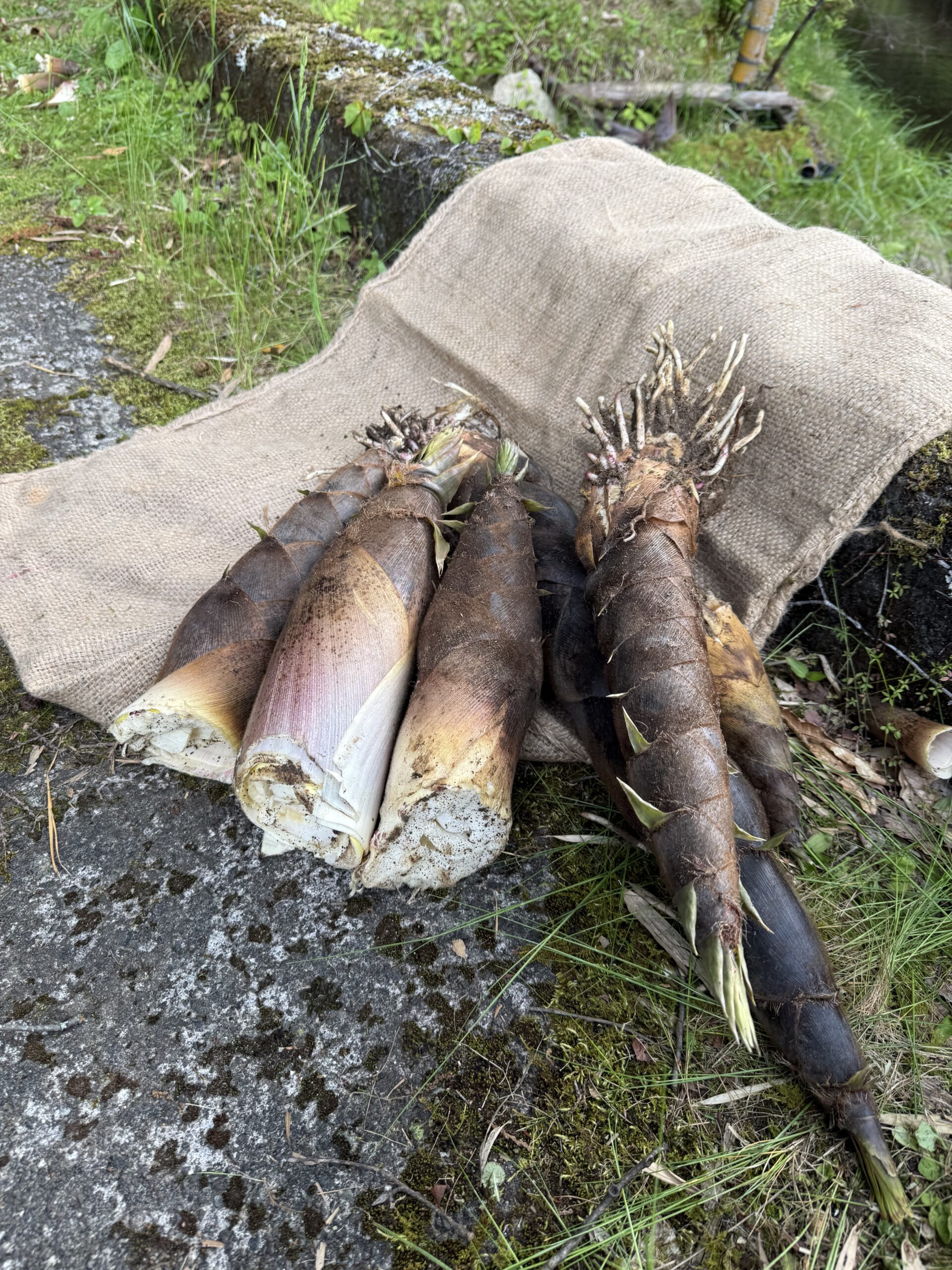 　　　　　　田植え後の気分転換にお宝掘り！　（たけのこ笑）