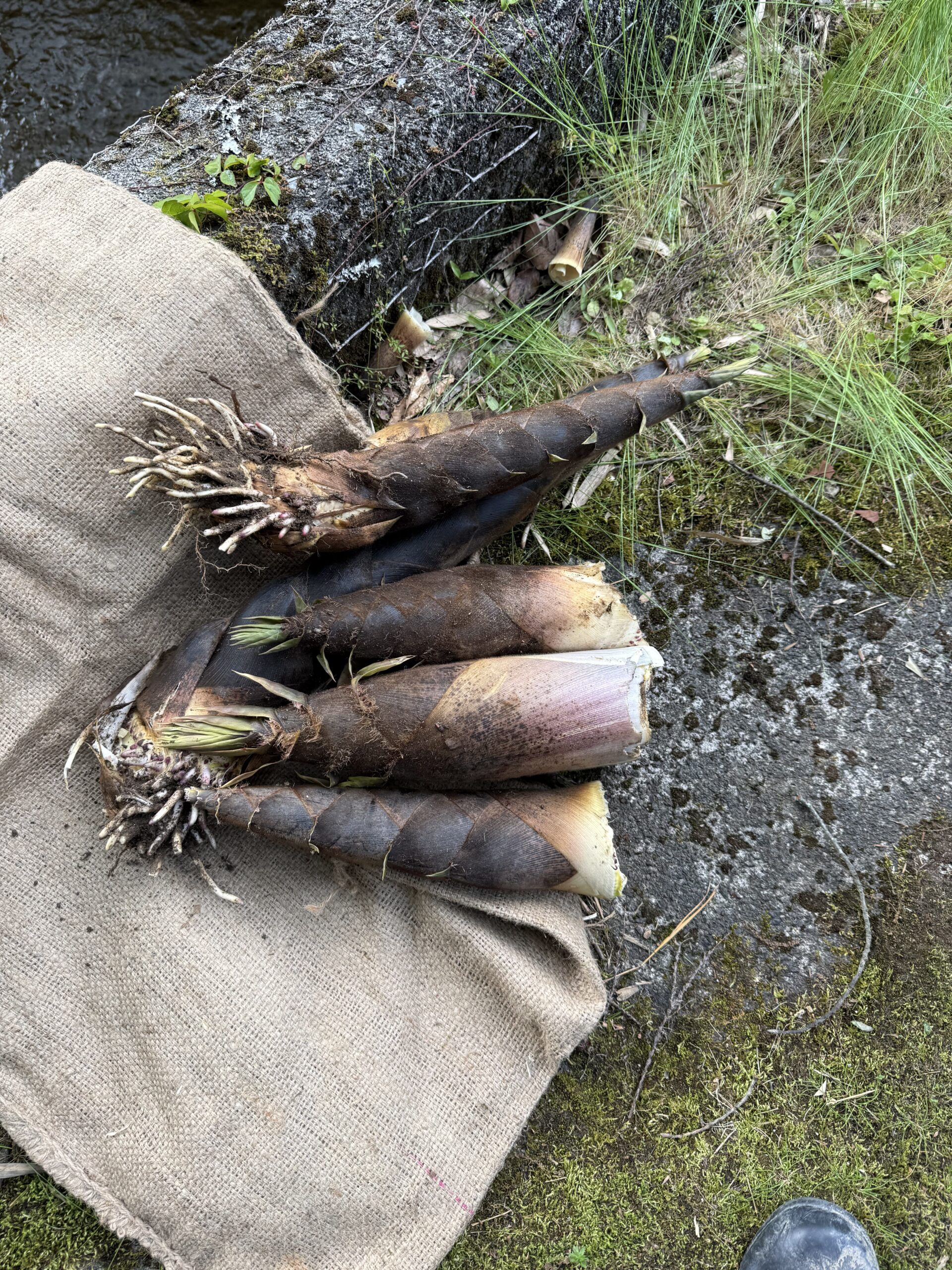 　　　　　　田植え後の気分転換にお宝掘り！　（たけのこ笑）