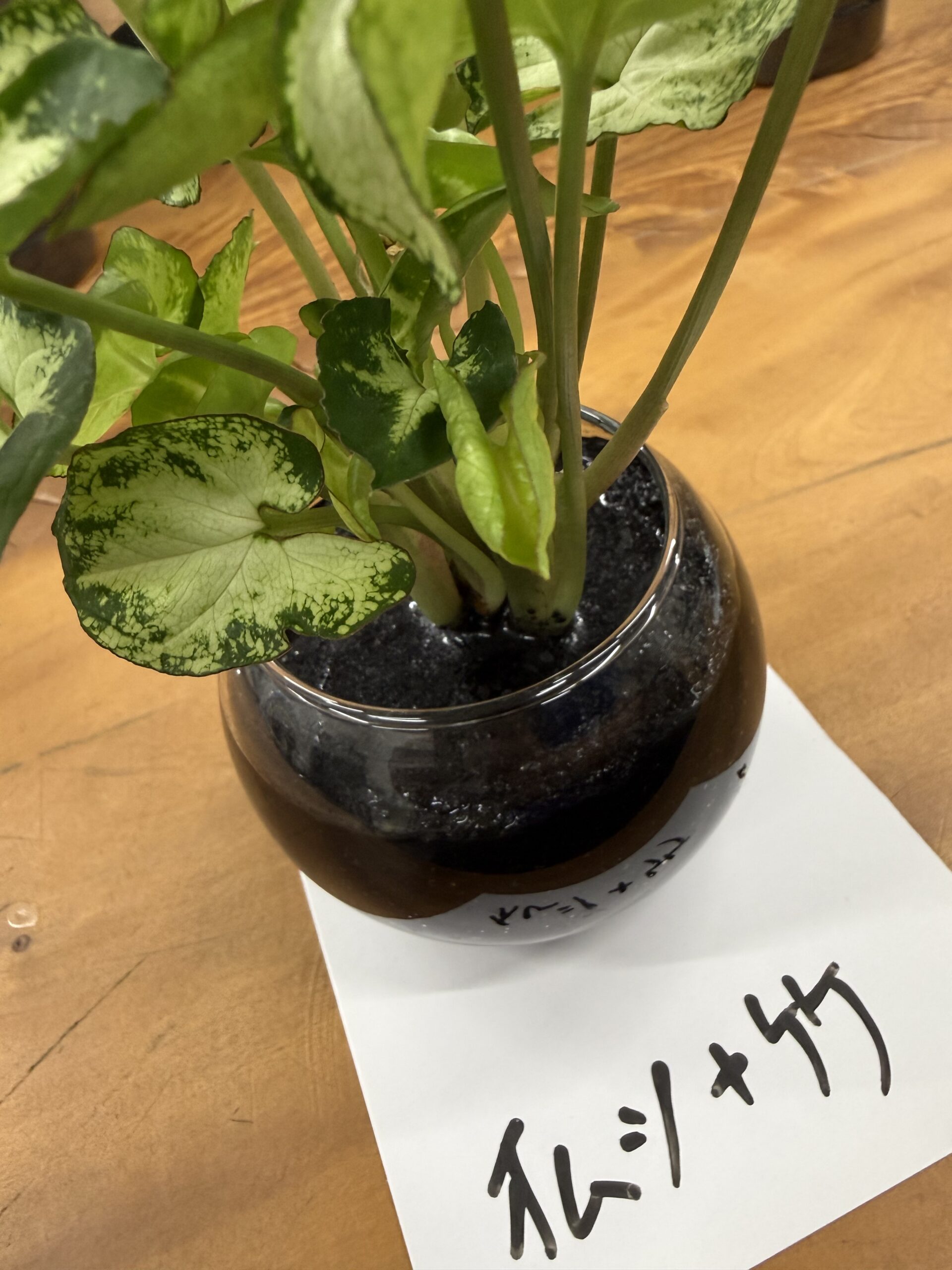 　カーボン実験　ハイドロカルチャー栽培代わりに炭でも植物が育つのか？