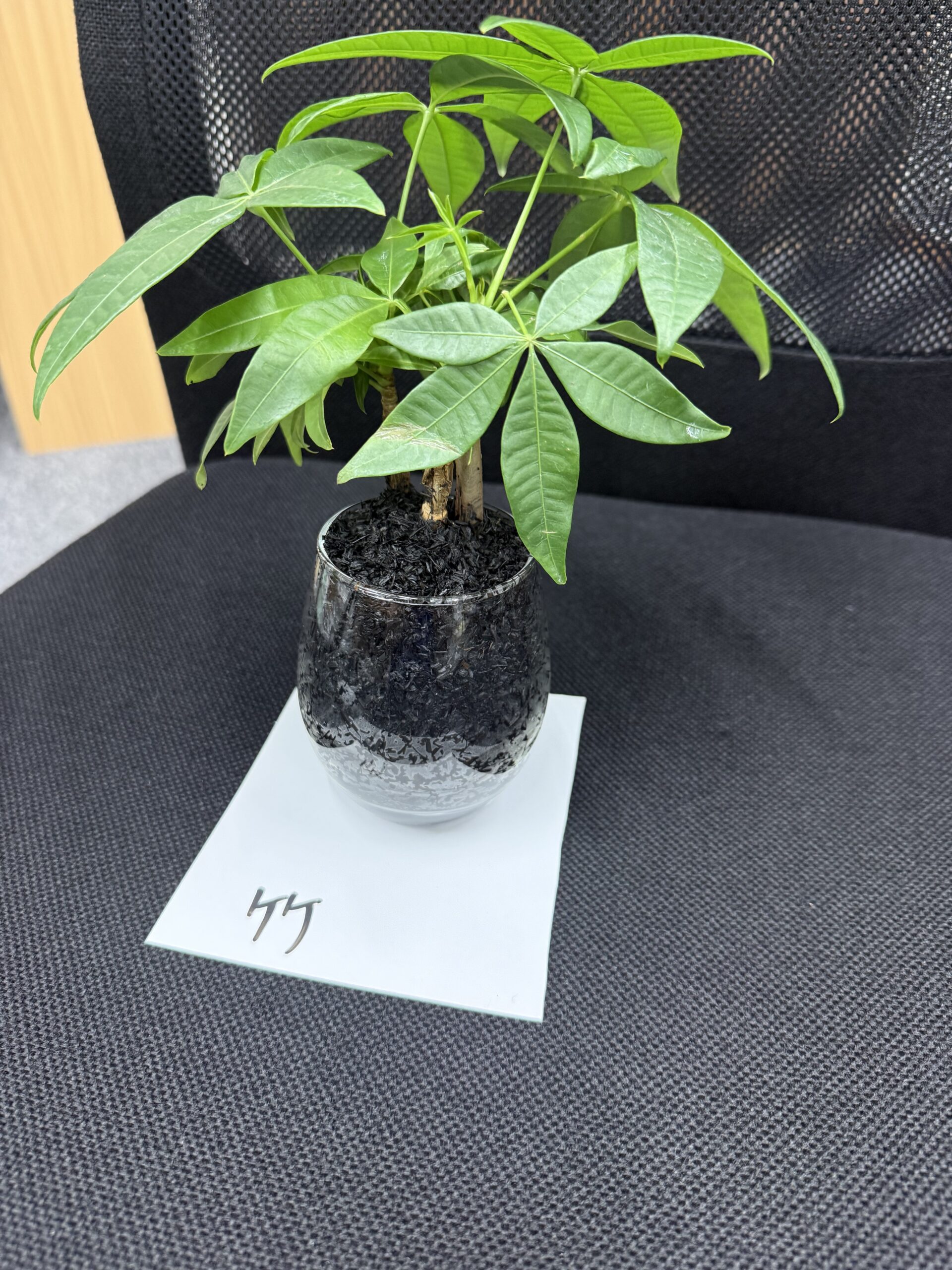　カーボン実験　ハイドロカルチャー栽培代わりに炭でも植物が育つのか？