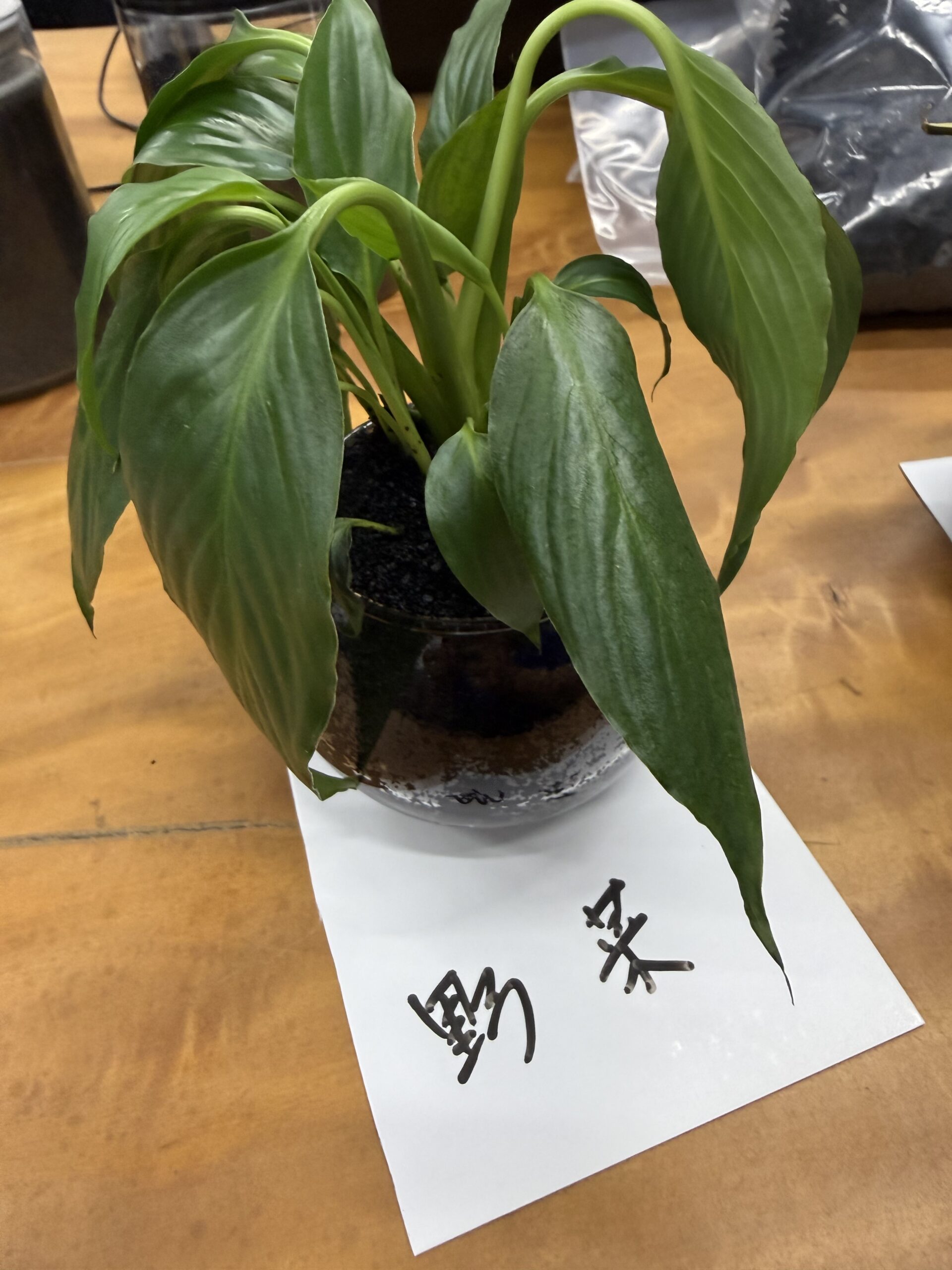 　カーボン実験　ハイドロカルチャー栽培代わりに炭でも植物が育つのか？