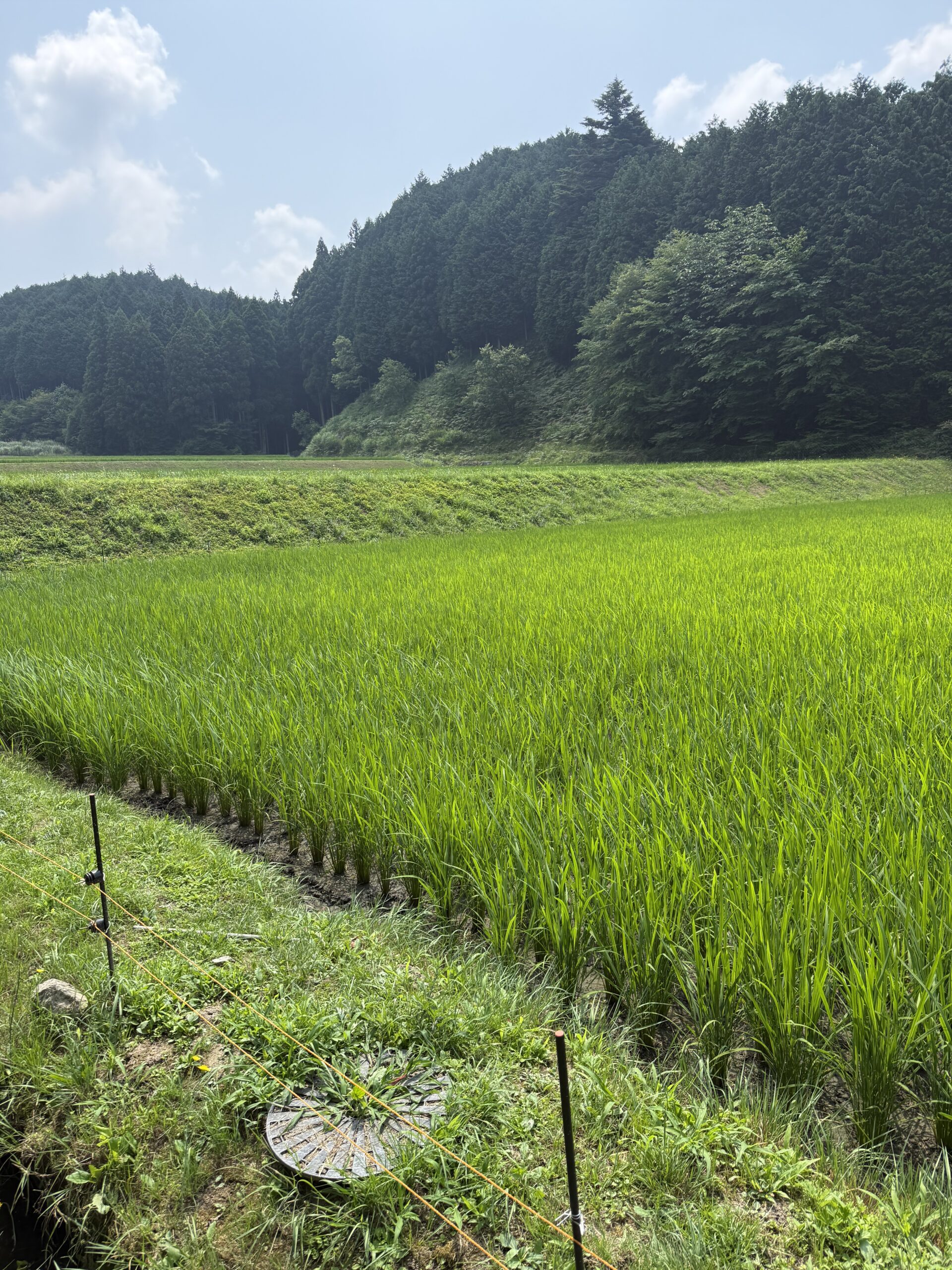 今年の田植え編・・・「ミネアサヒ米」成長過程の記録