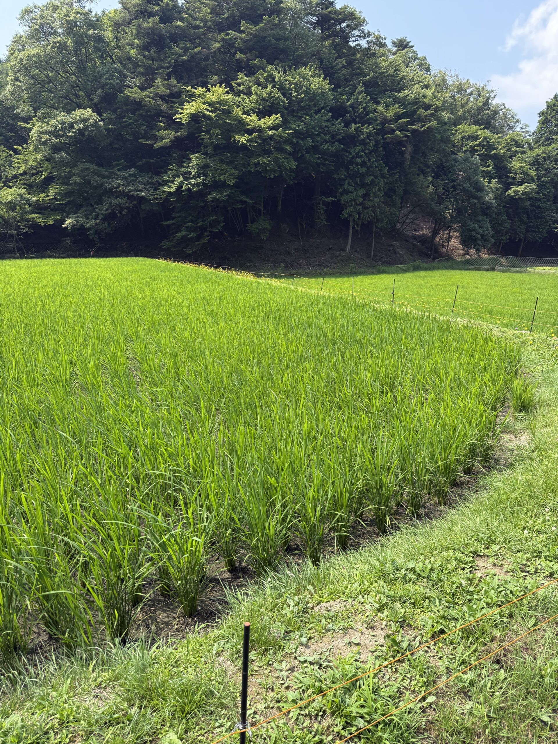 今年の田植え編・・・「ミネアサヒ米」成長過程の記録