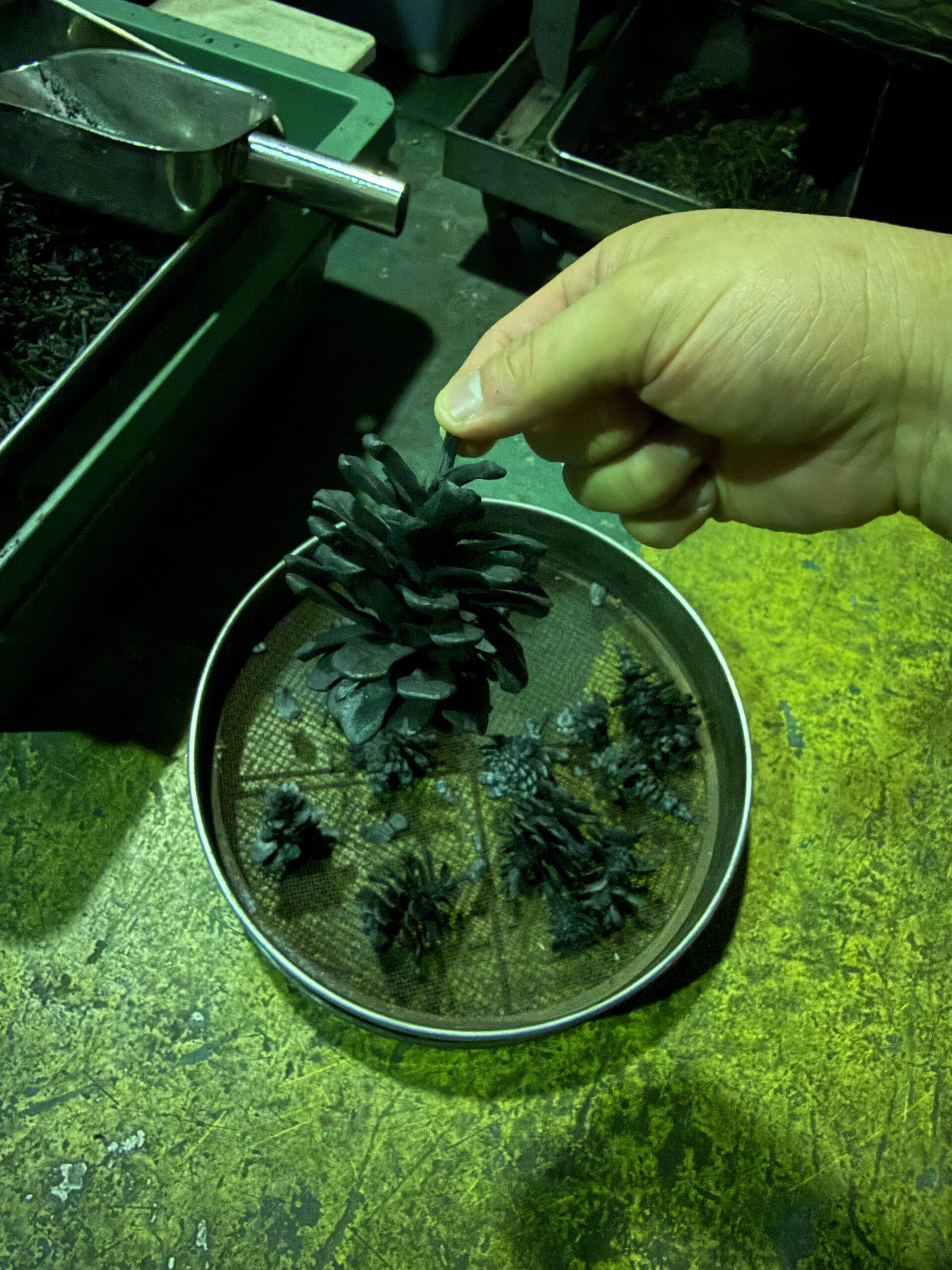 松ぼっくり？実は松ぼっくりをそのままの形にした炭オブジェでした。