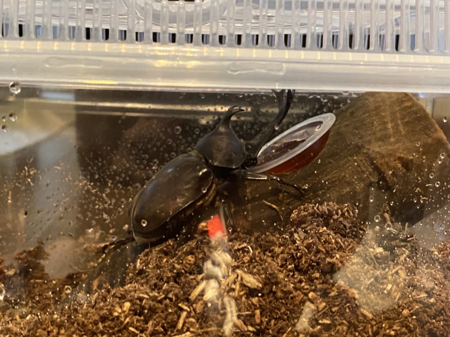 ~カブトムシとの遭遇~