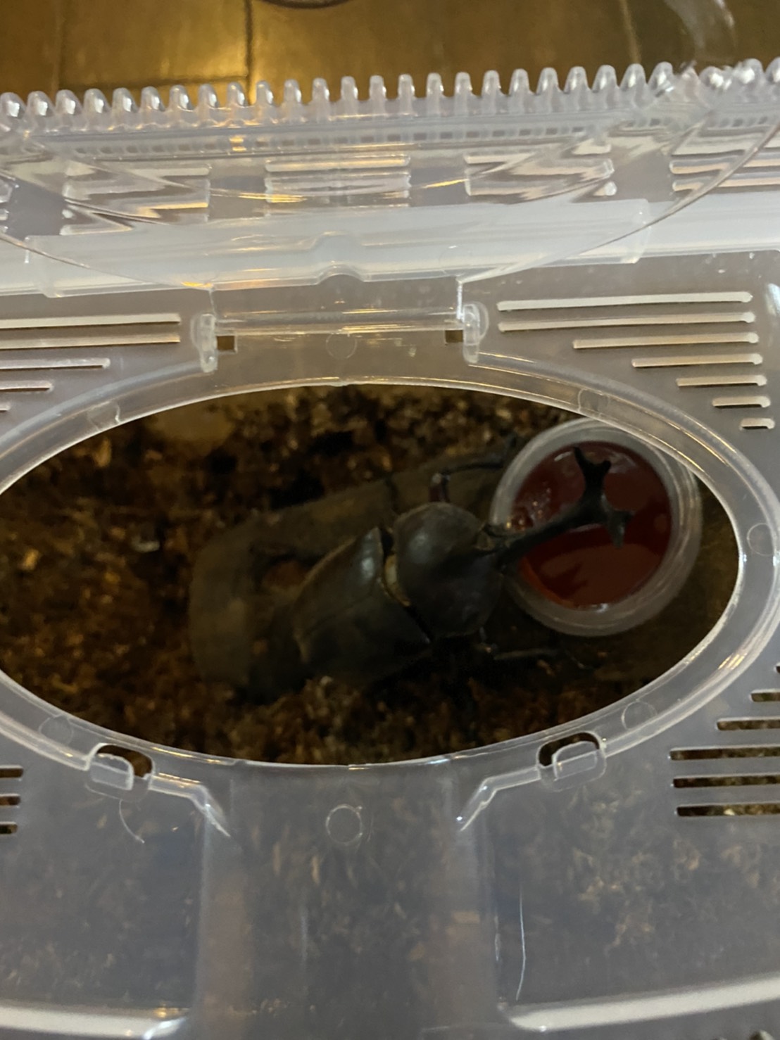 ~カブトムシとの遭遇~