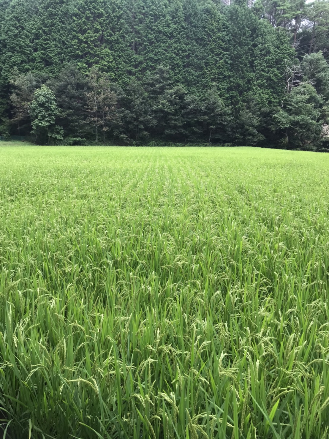～田んぼ途中経過～