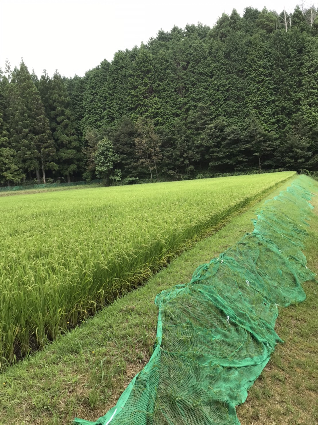 ～田んぼ途中経過～