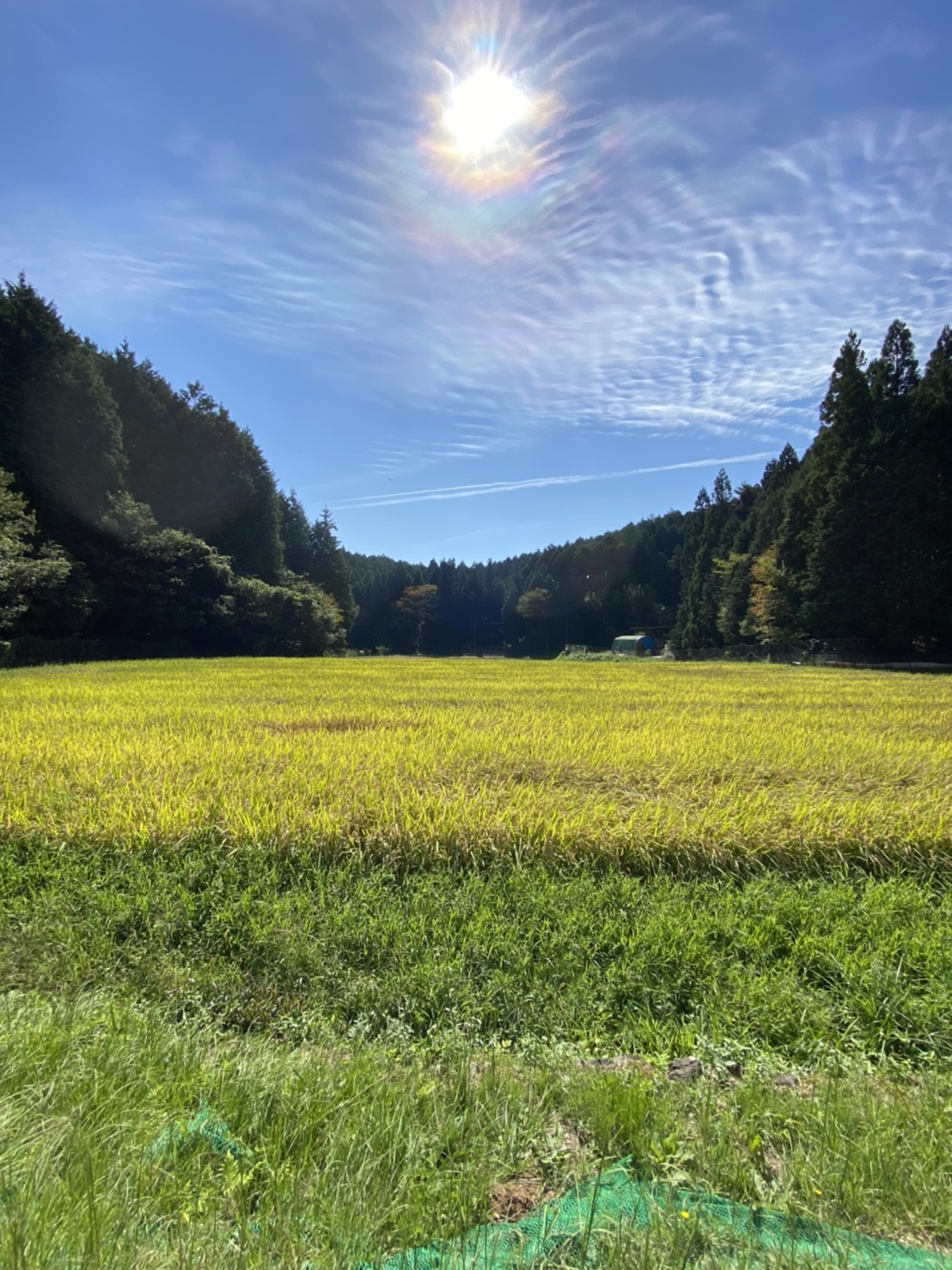 ~田んぼ途中経過②~