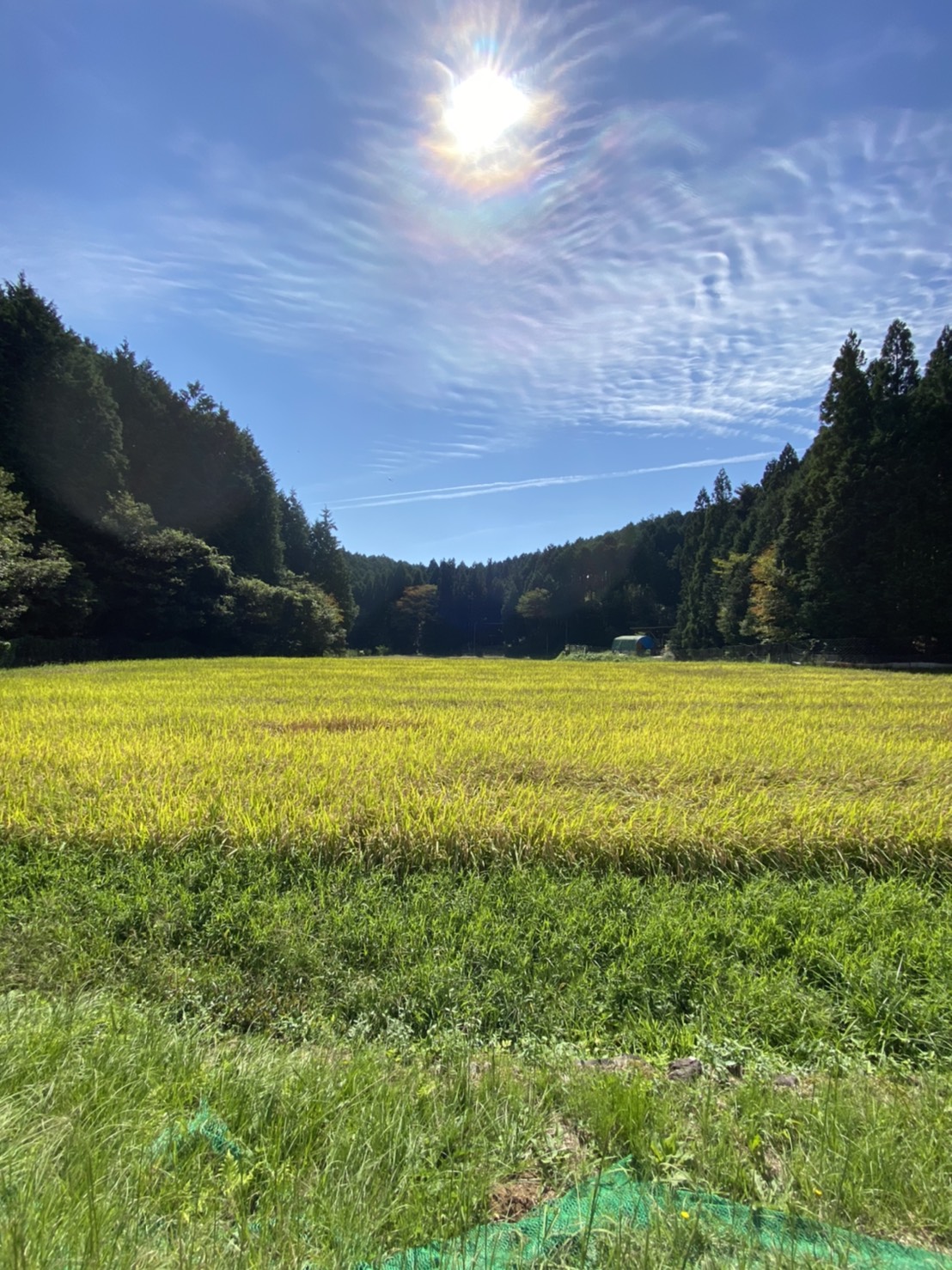 ～田んぼ途中経過②～